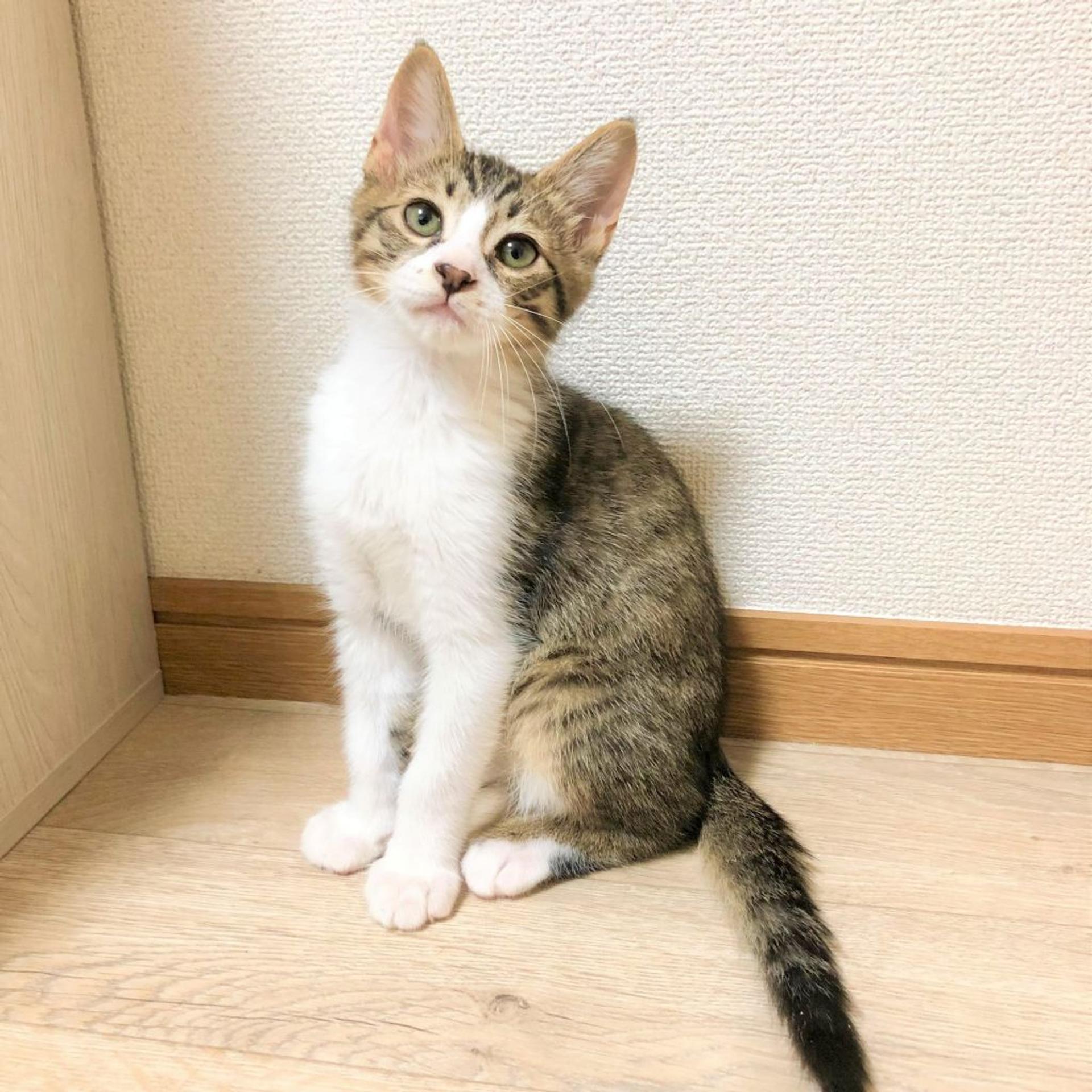 pet-image-2