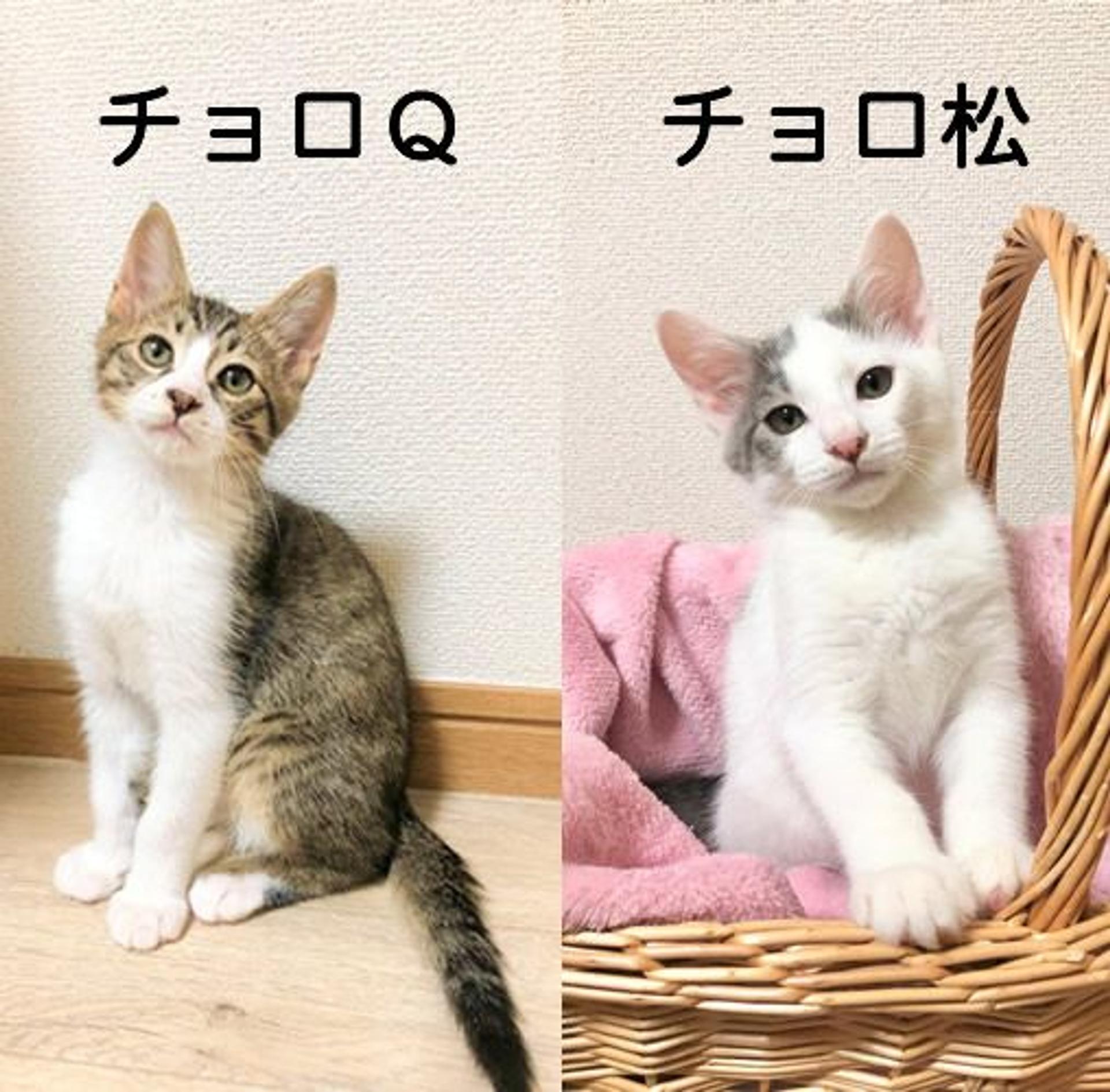 pet-image-7