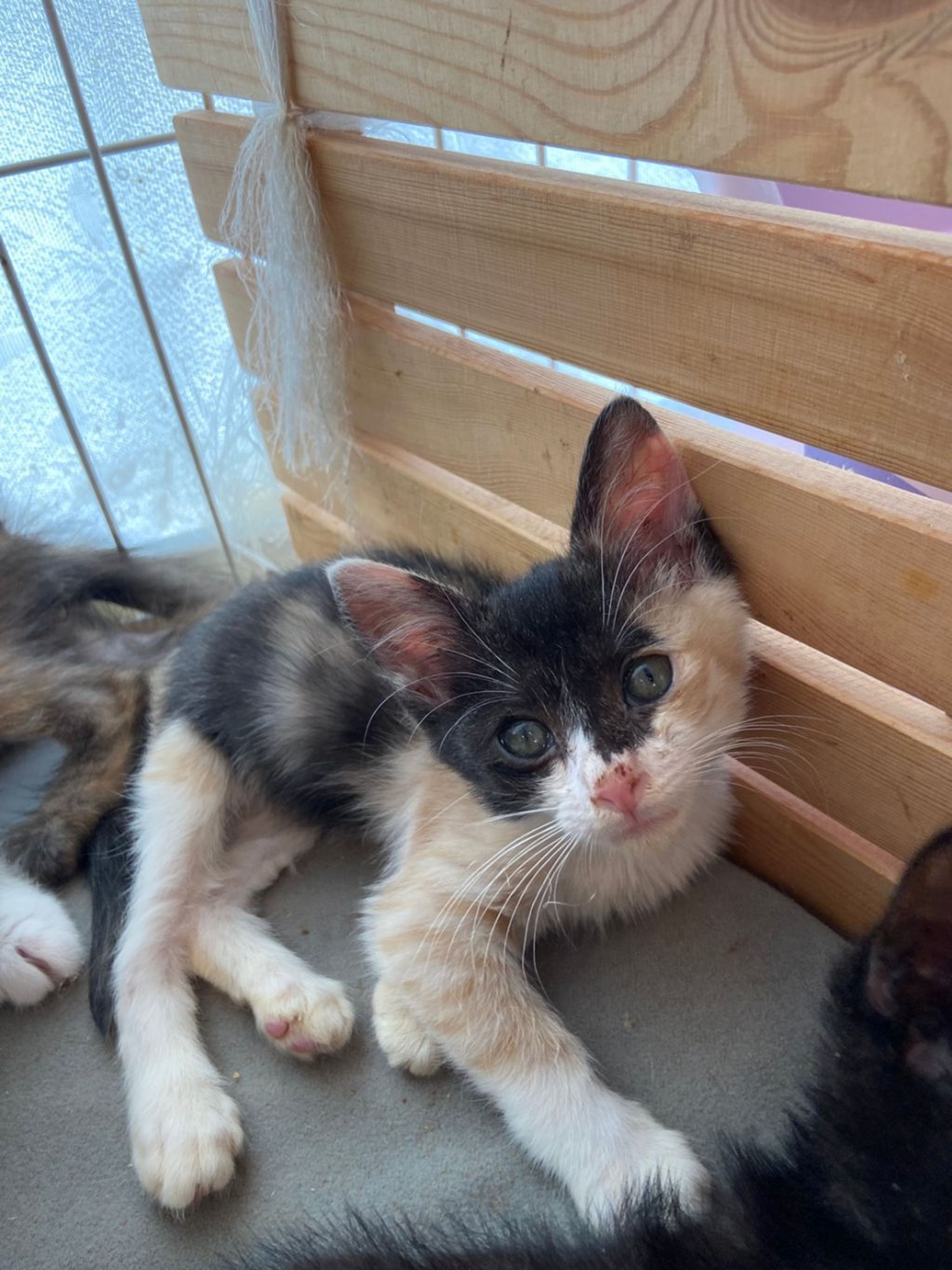 pet-image-2
