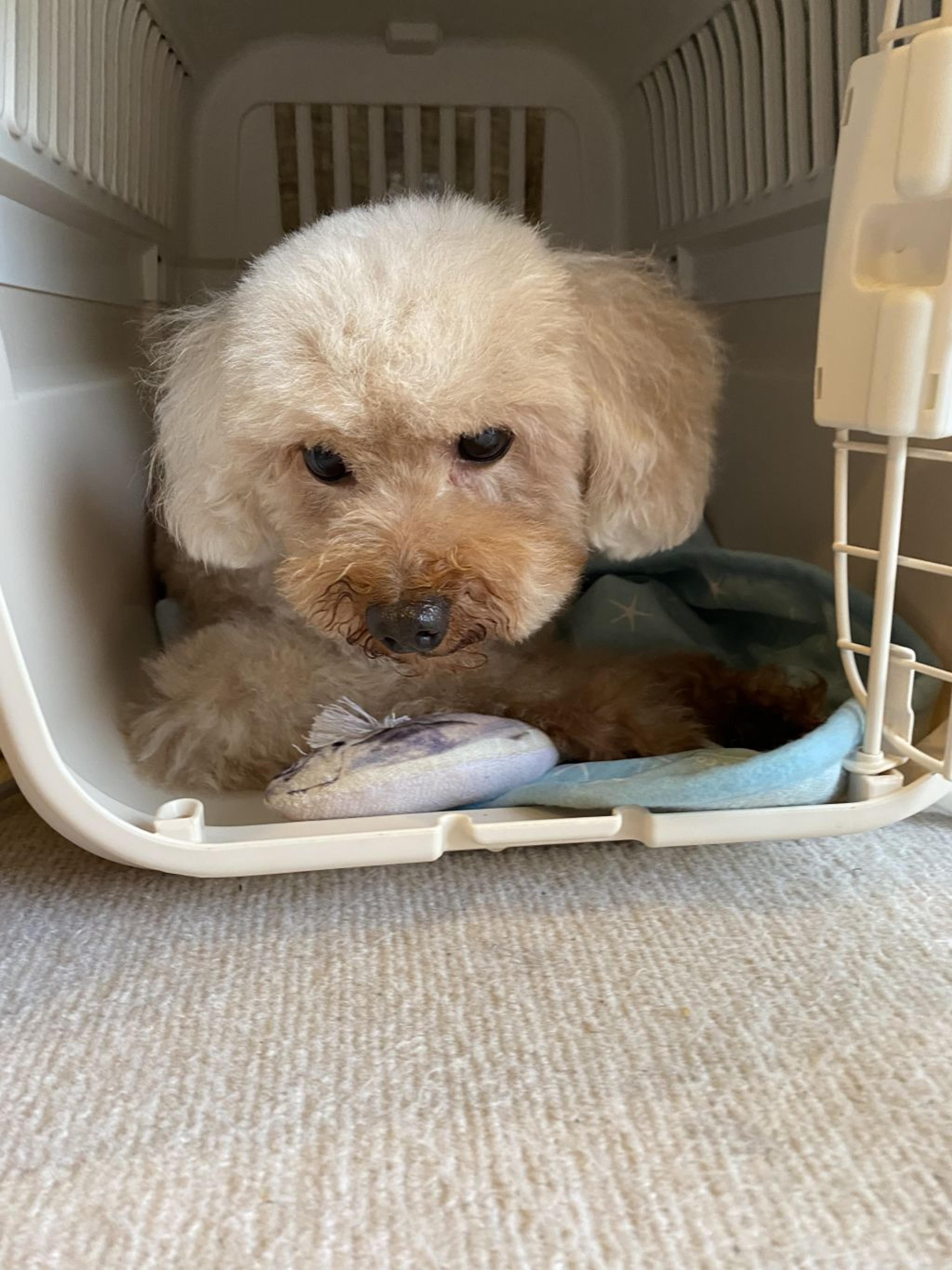 pet-image-3