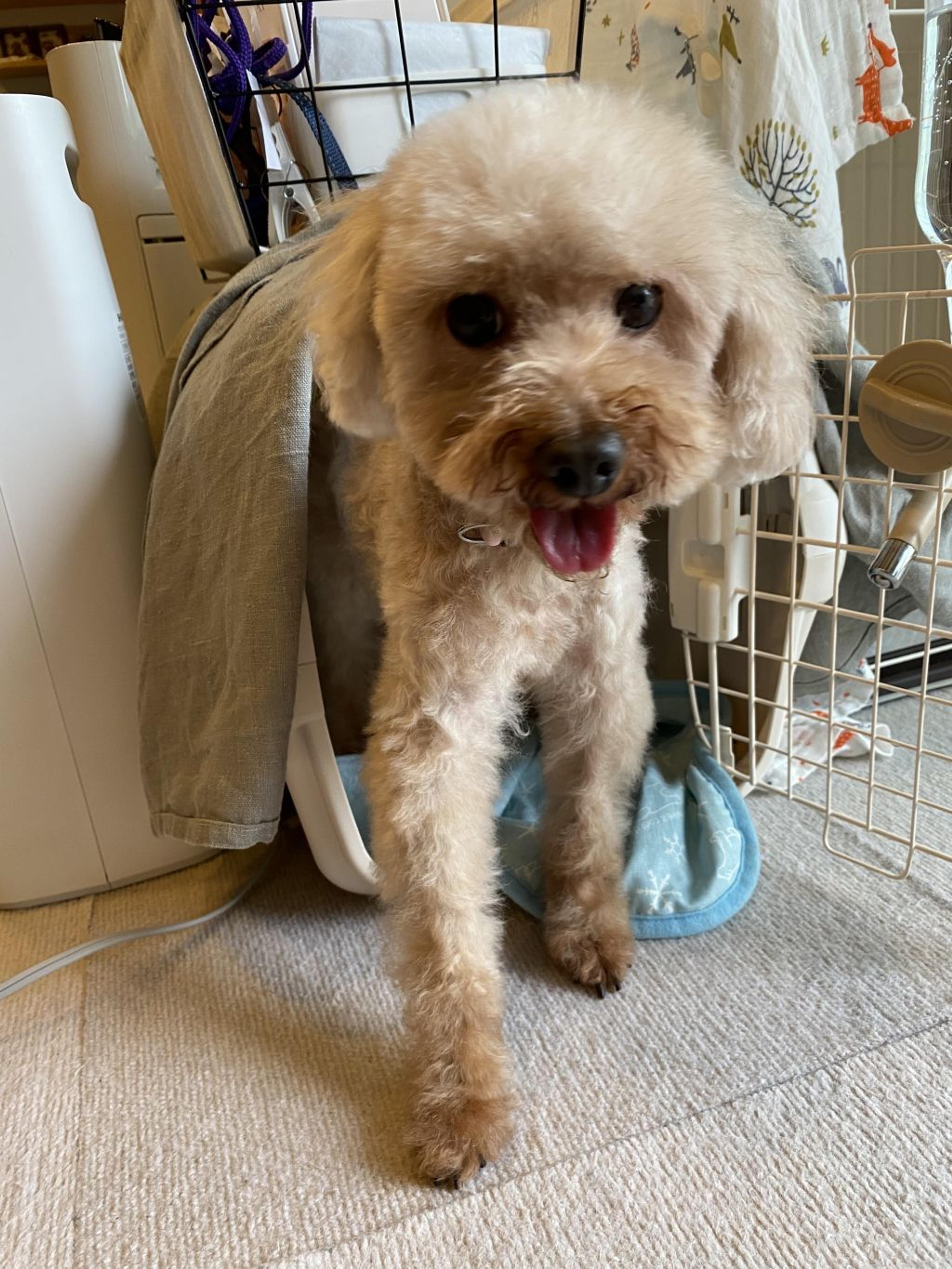 pet-image-5