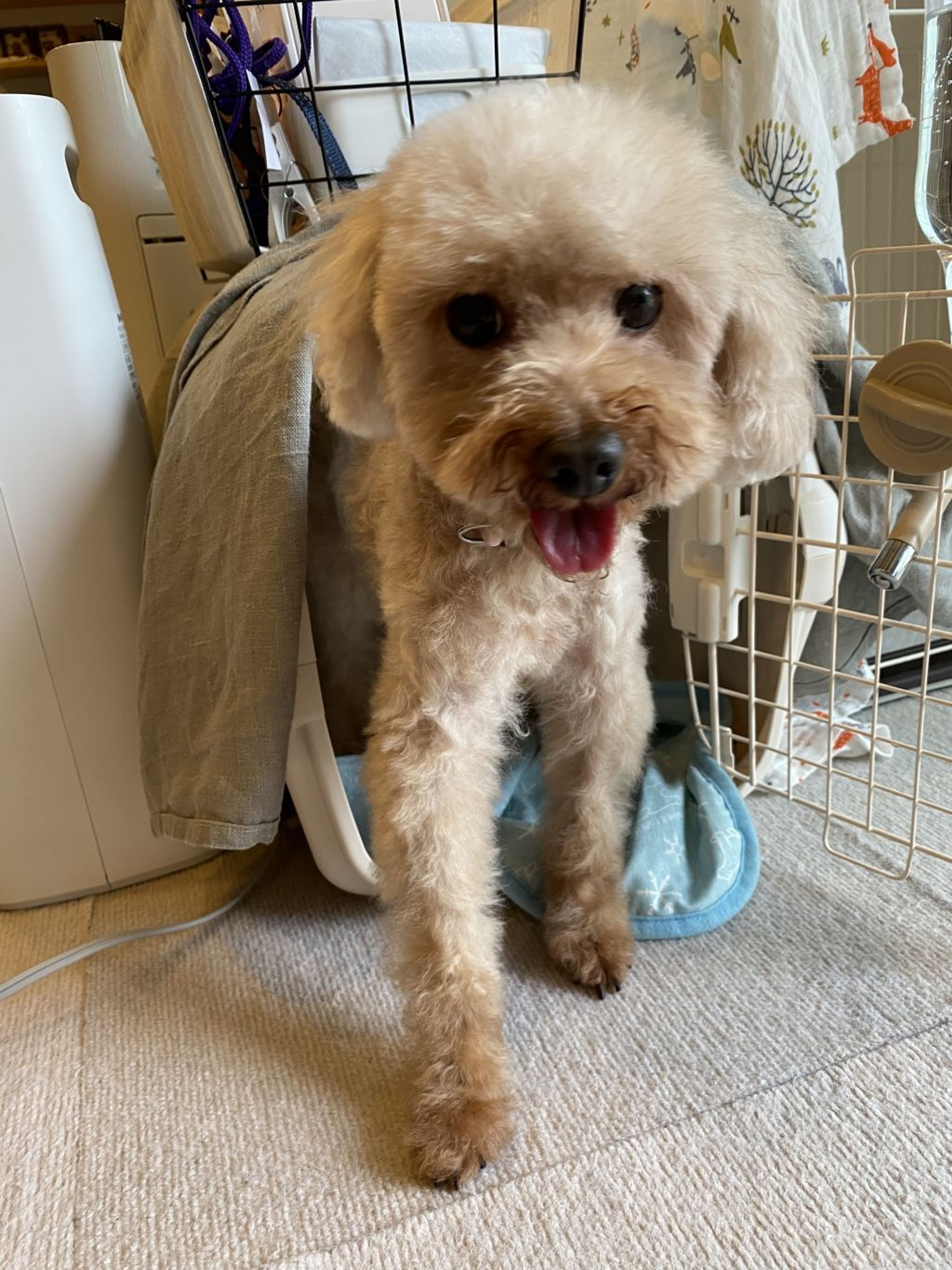 pet-image-5