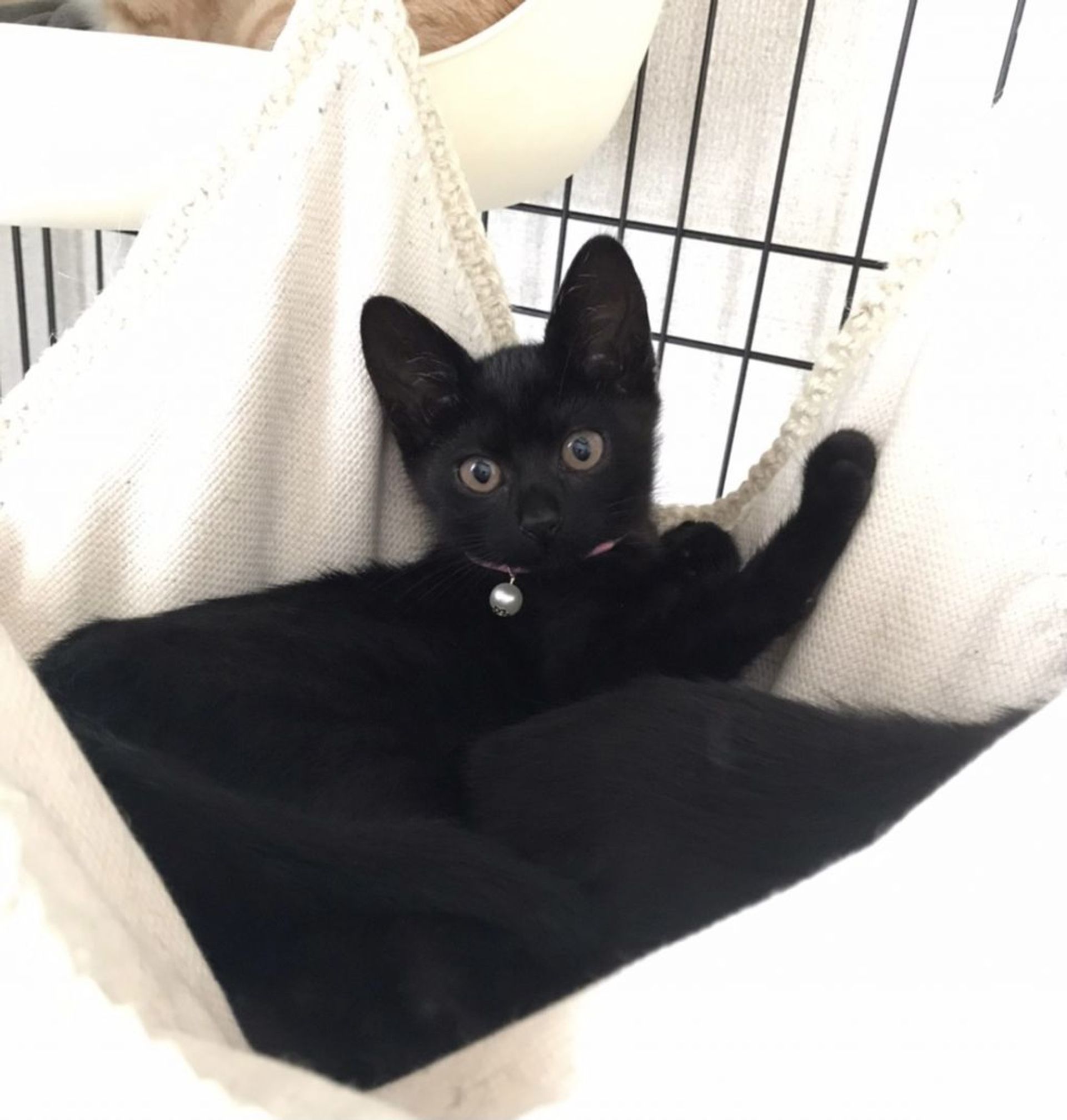 雑種（ミックス猫）・メスの里親募集の写真