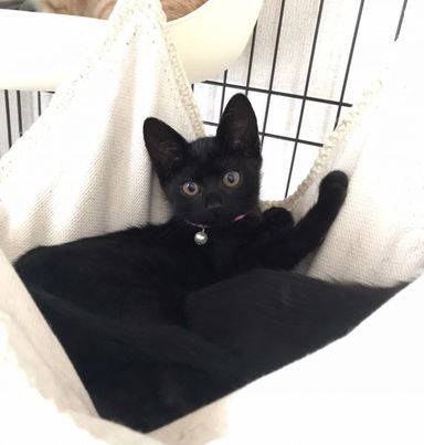 セナ