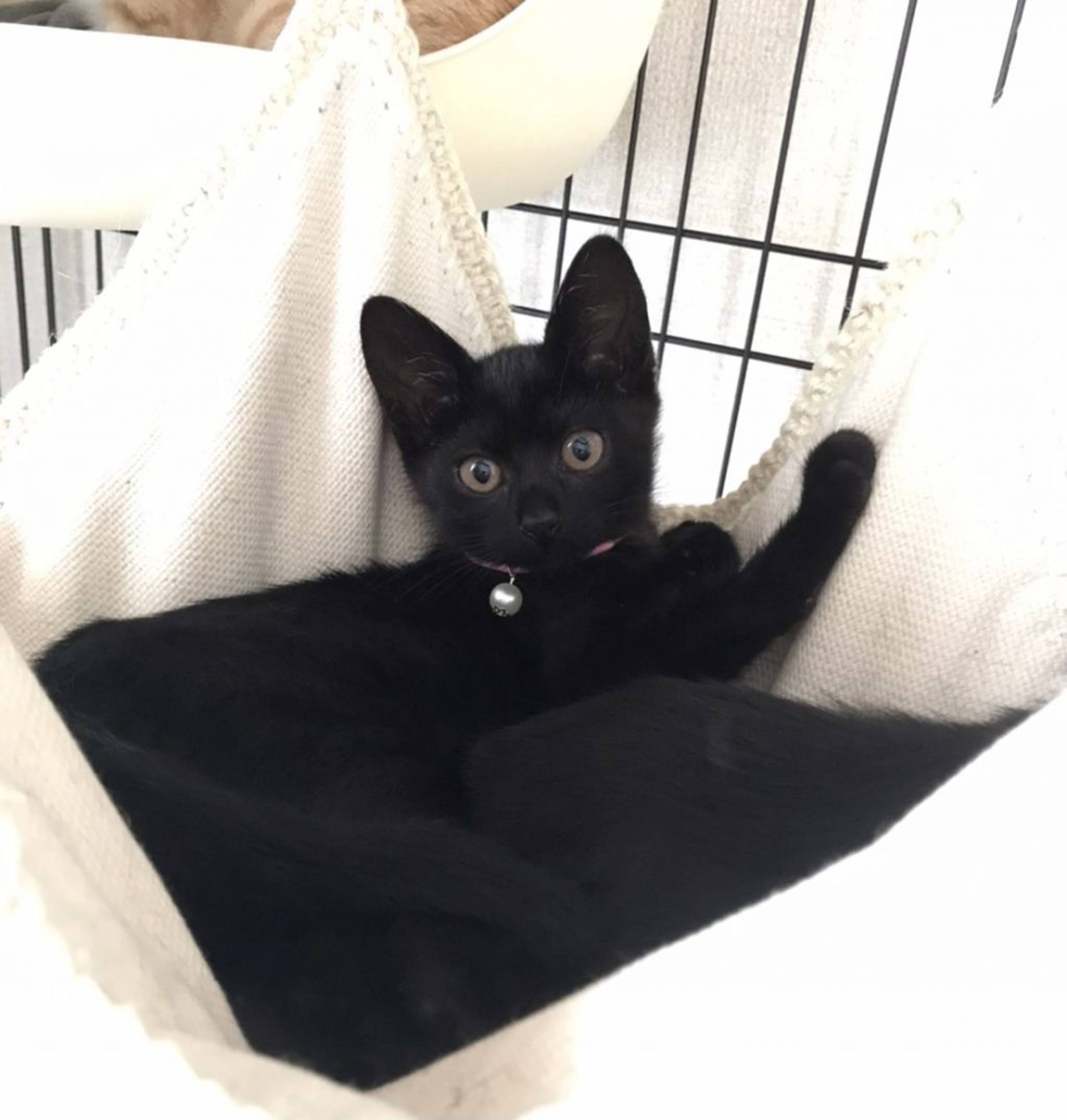 雑種（ミックス猫）・メスの里親募集の写真