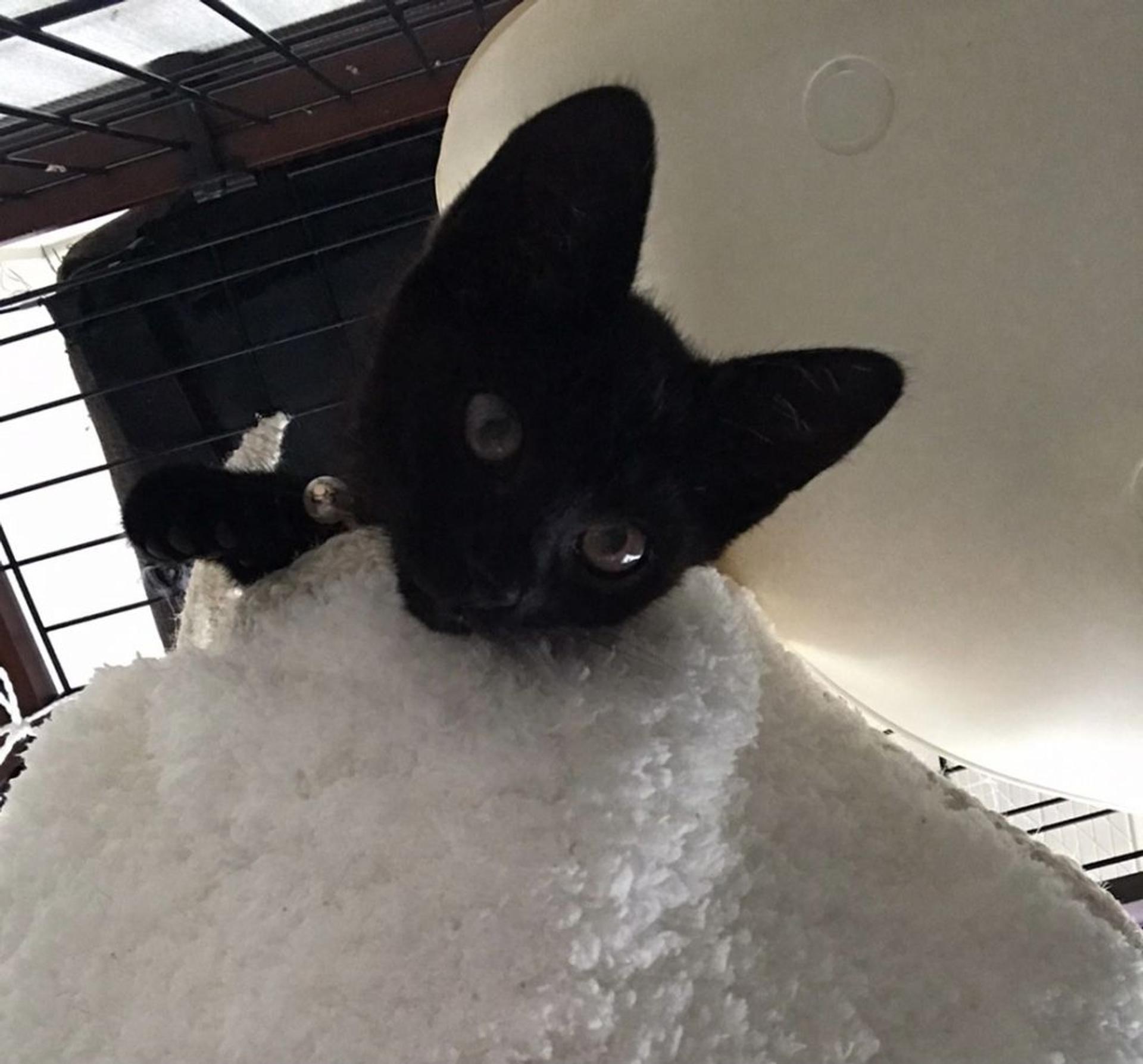 pet-image-4