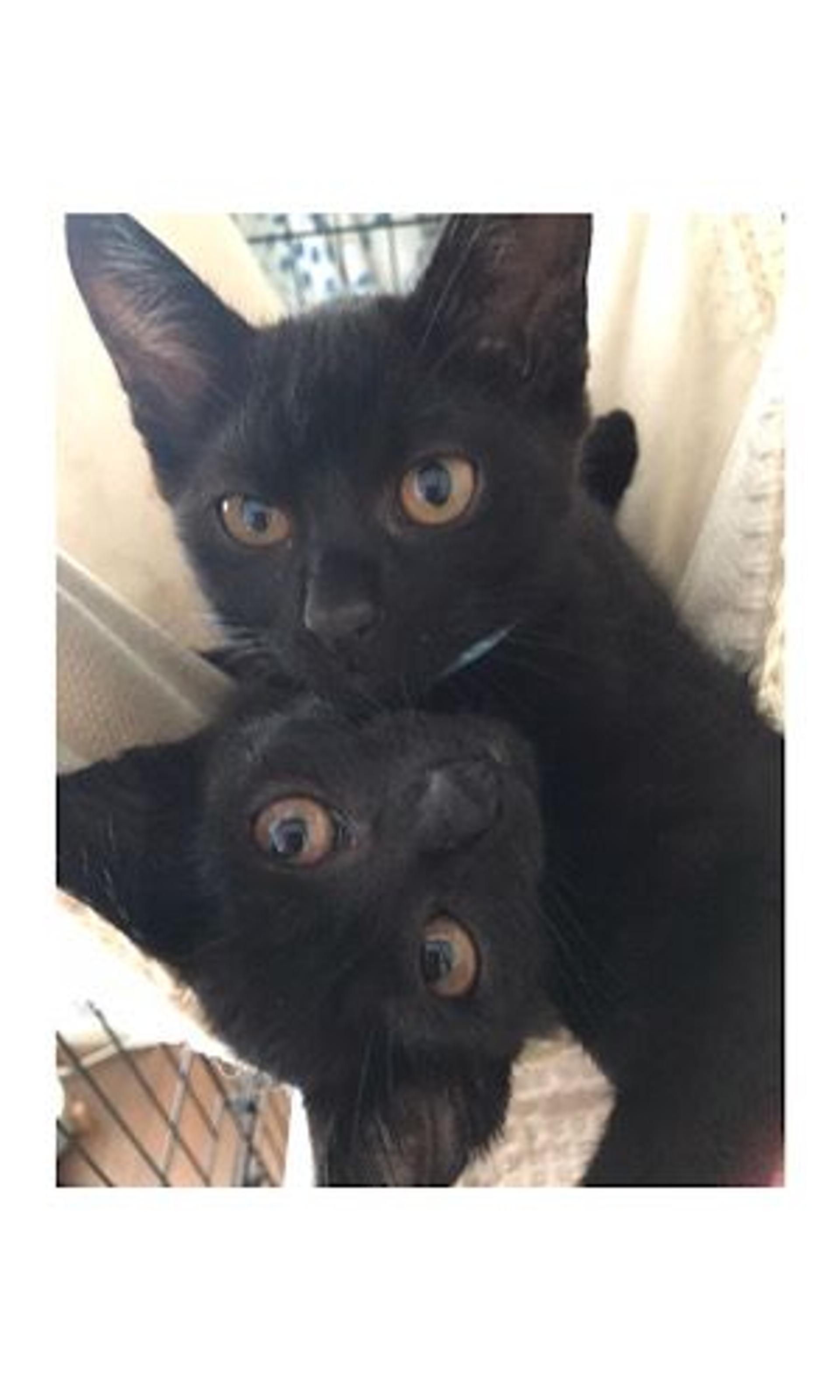 pet-image-6