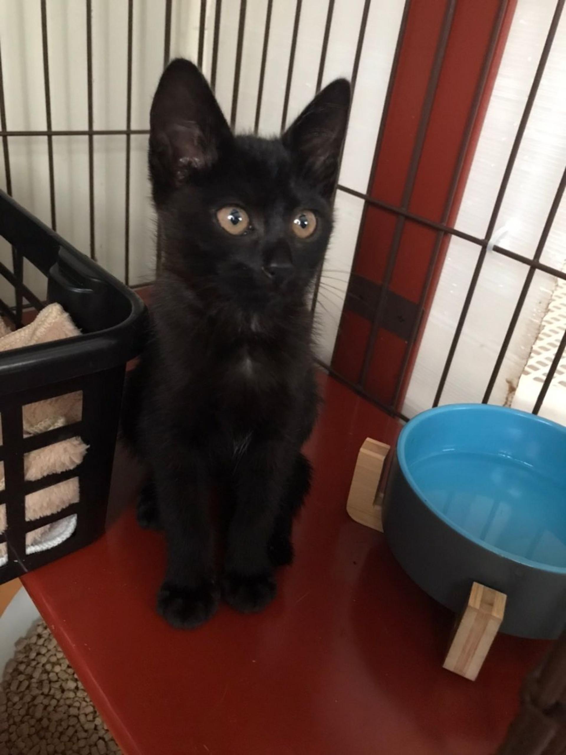 pet-image-8