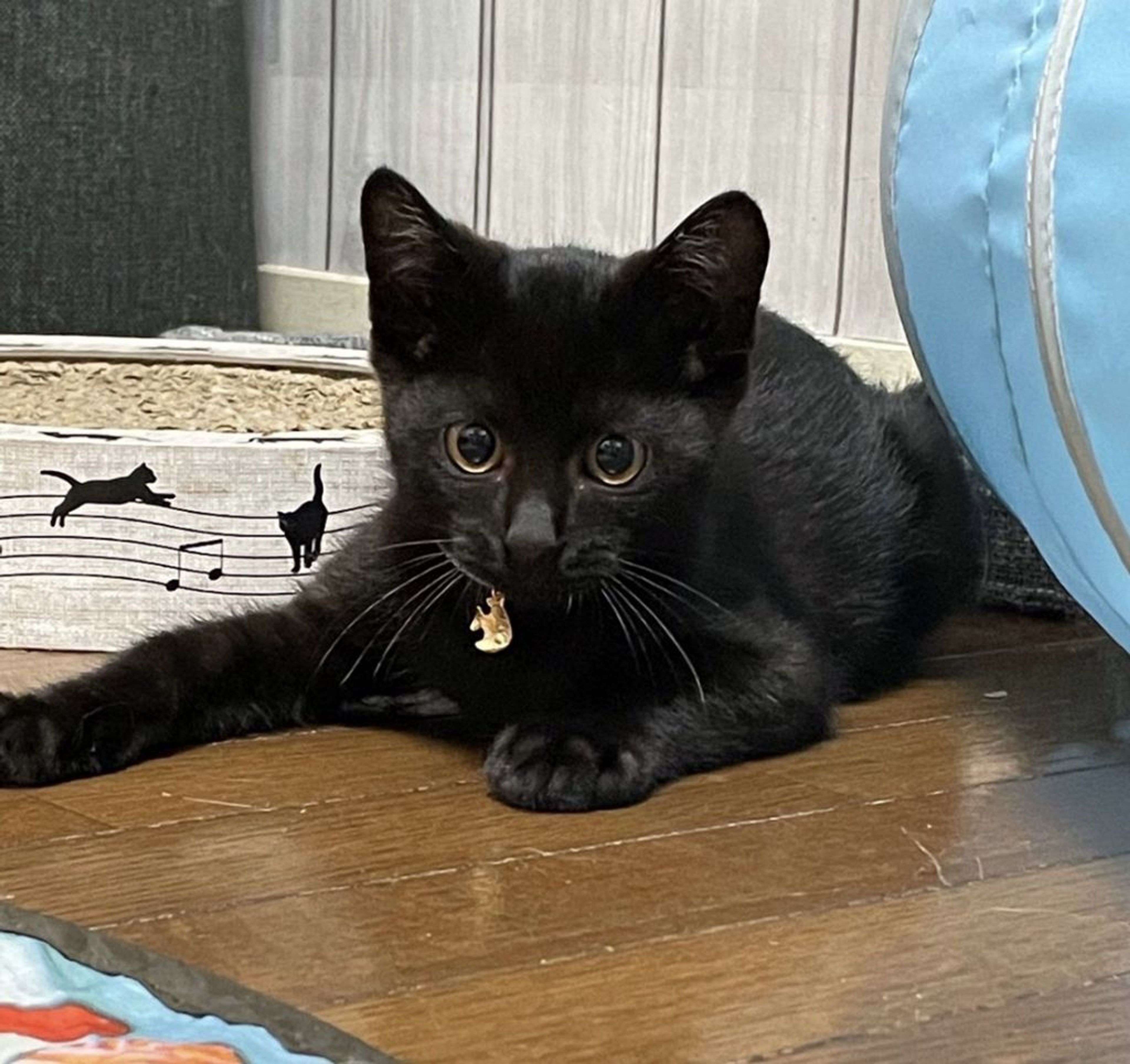 pet-image-3