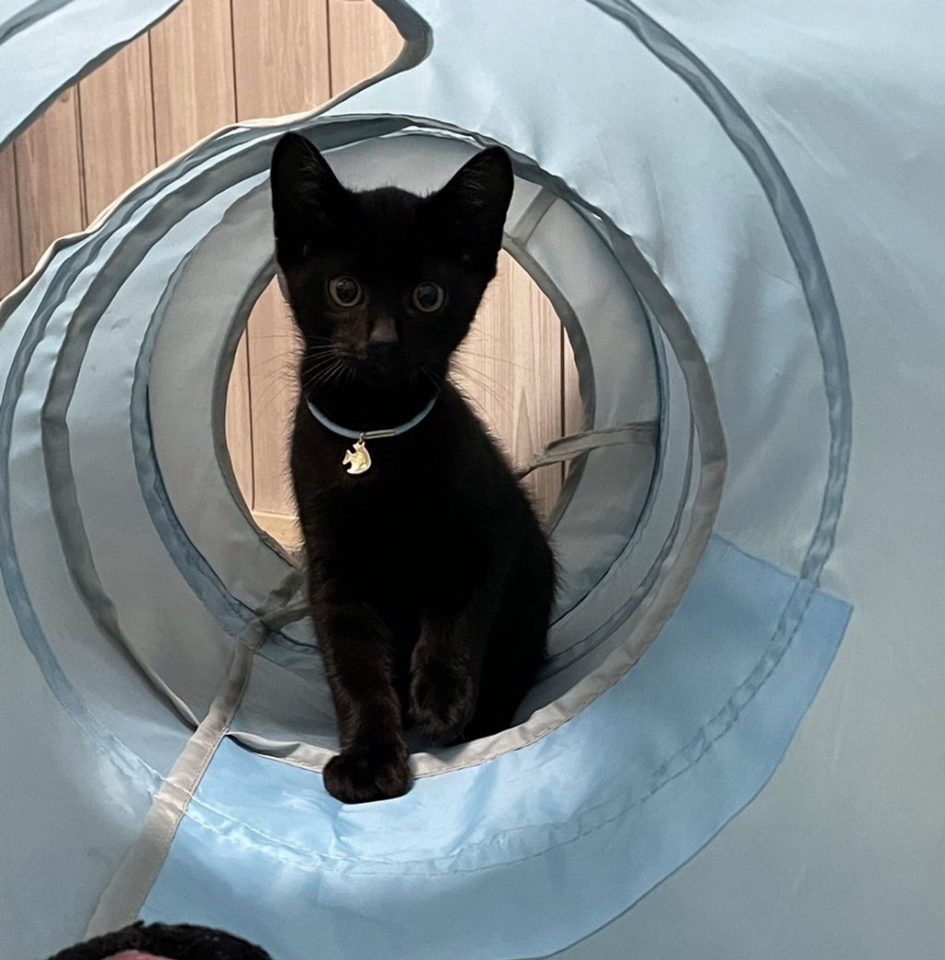 pet-image-4