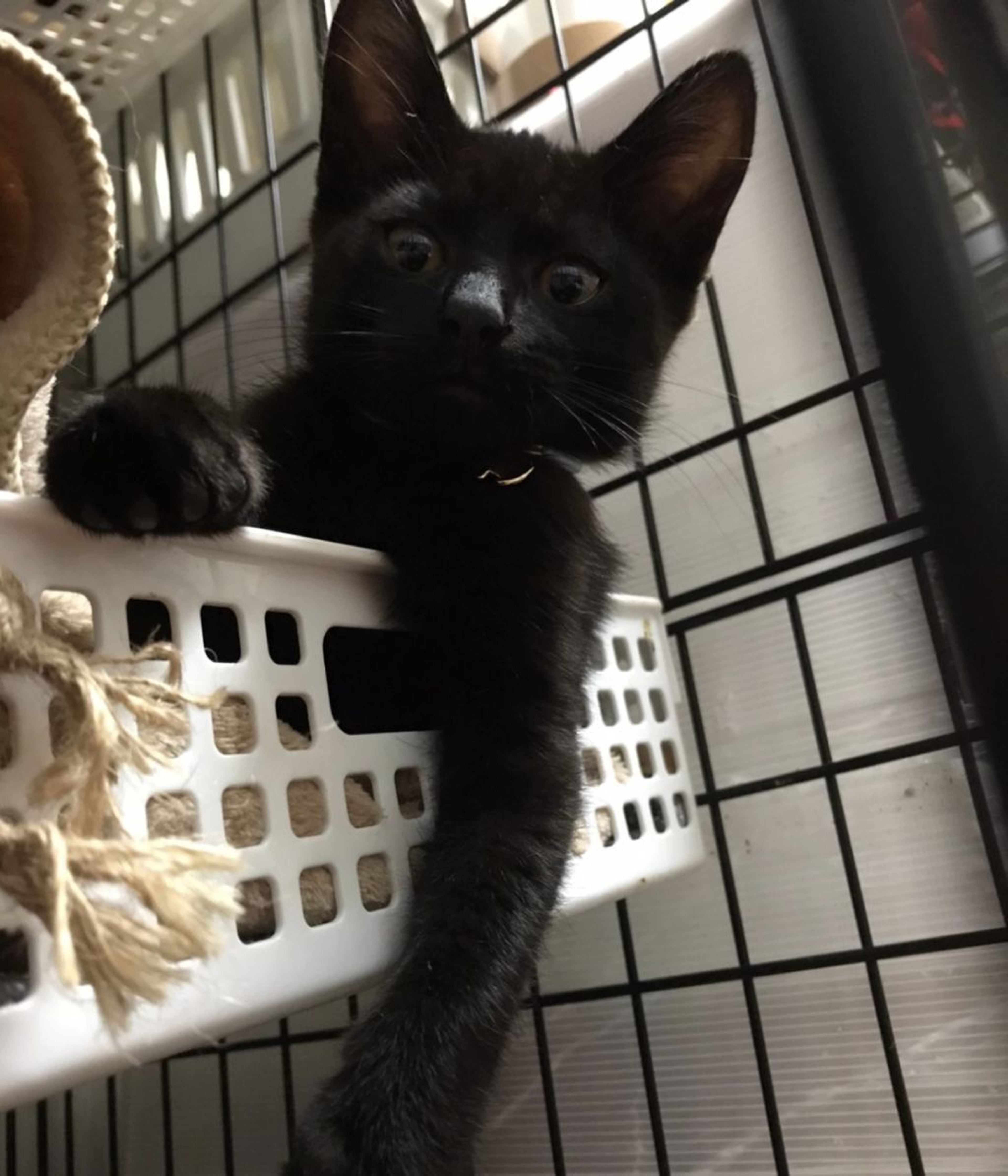 pet-image-6