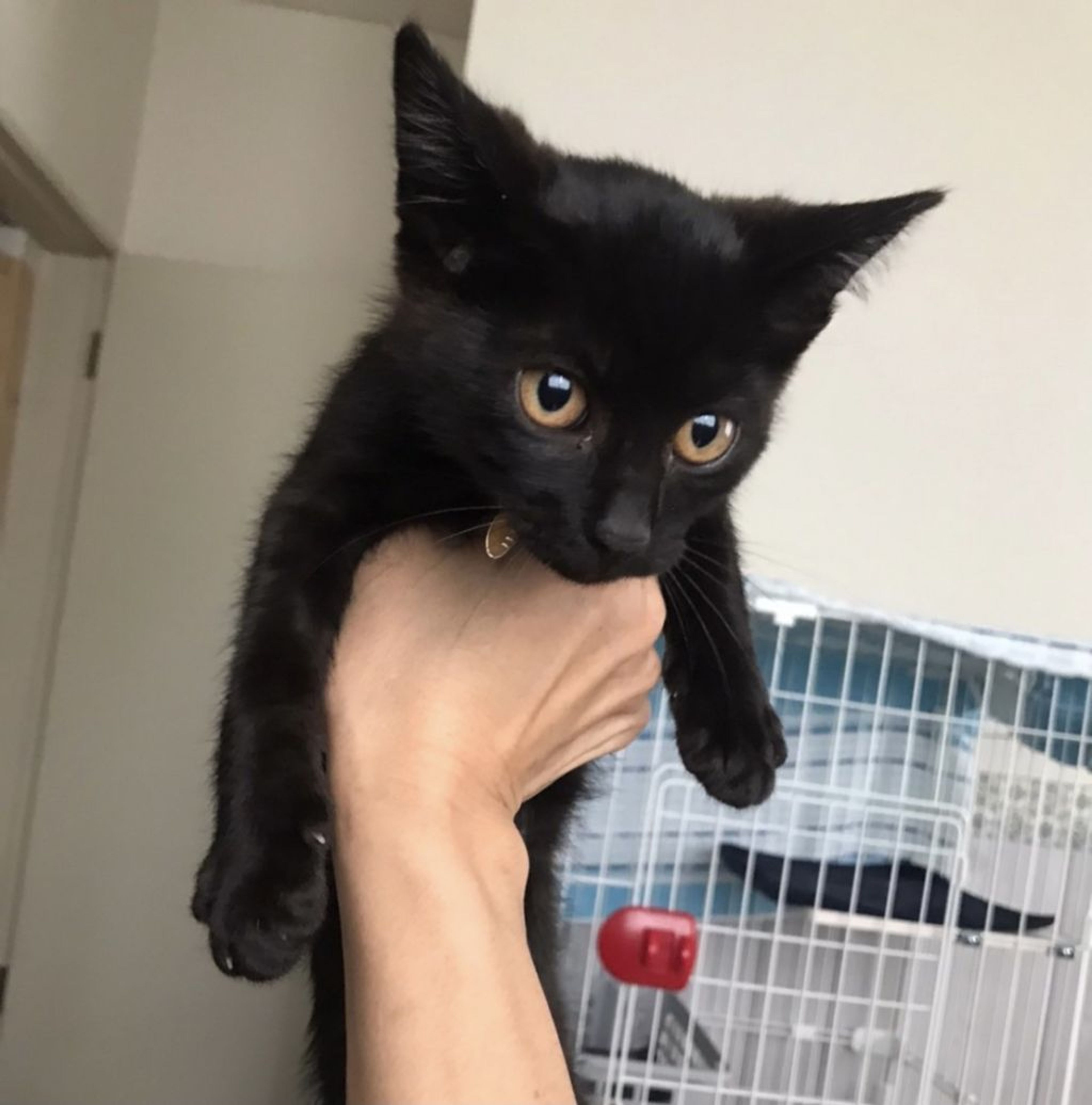 pet-image-8