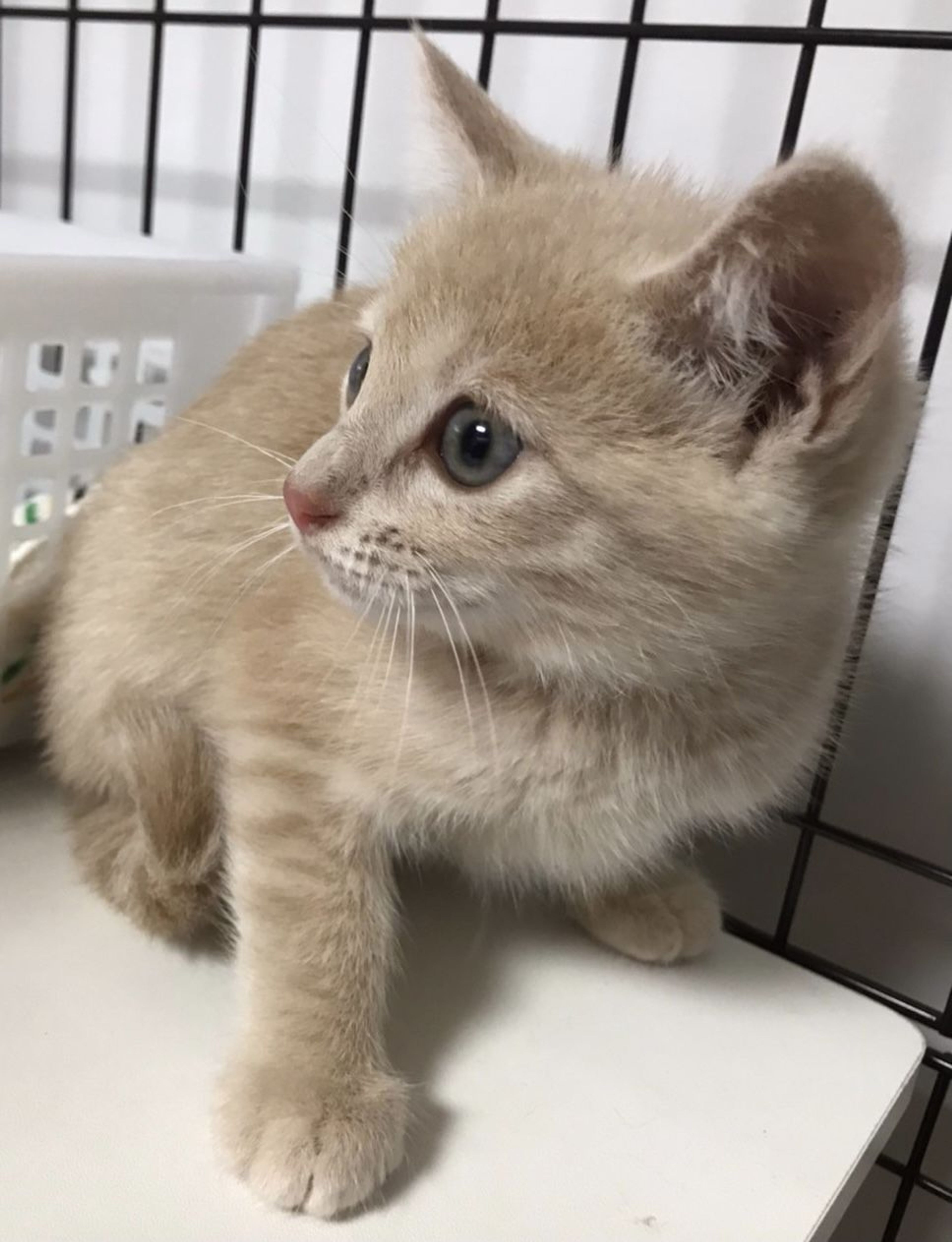 pet-image-3