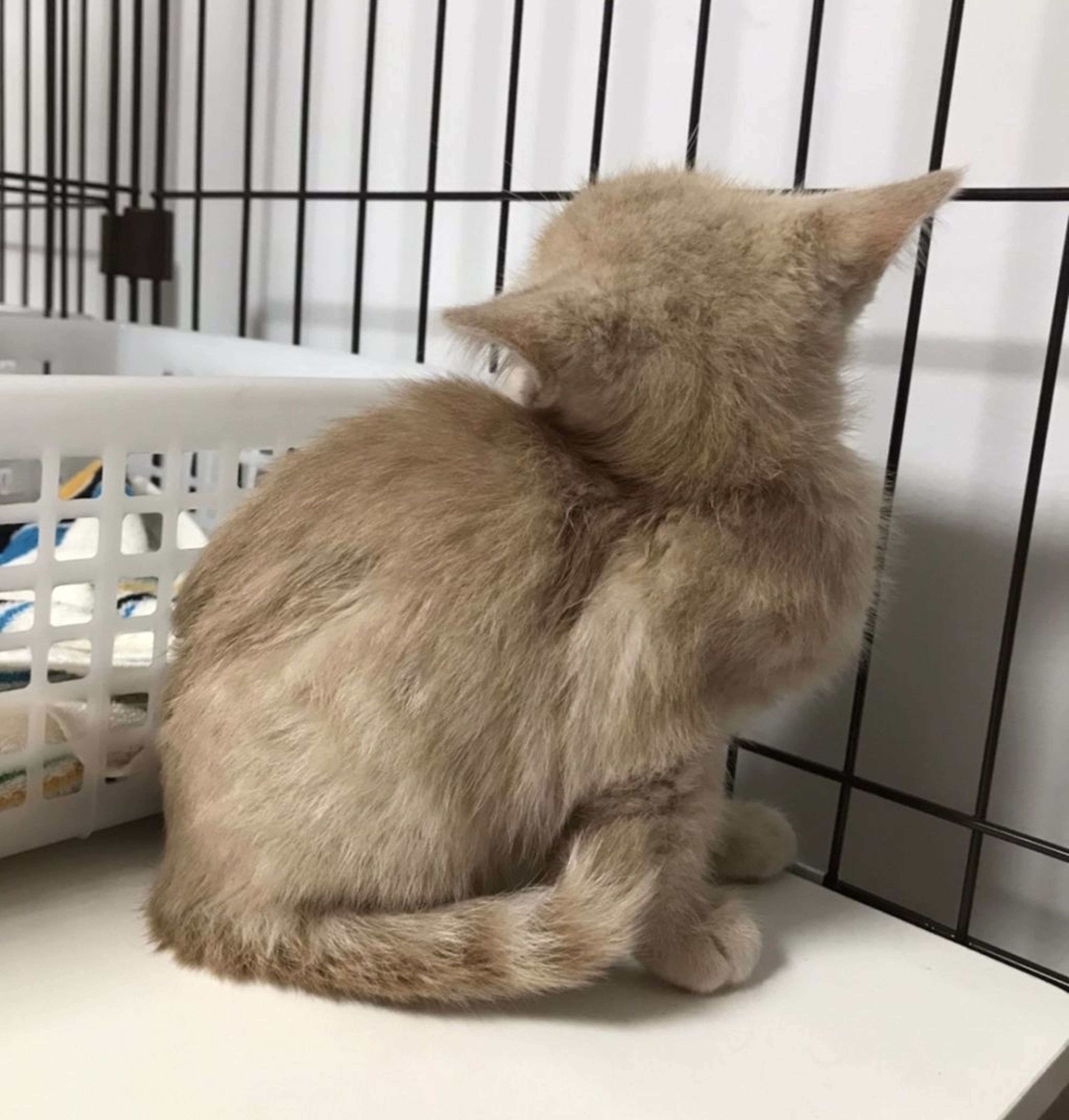 pet-image-4