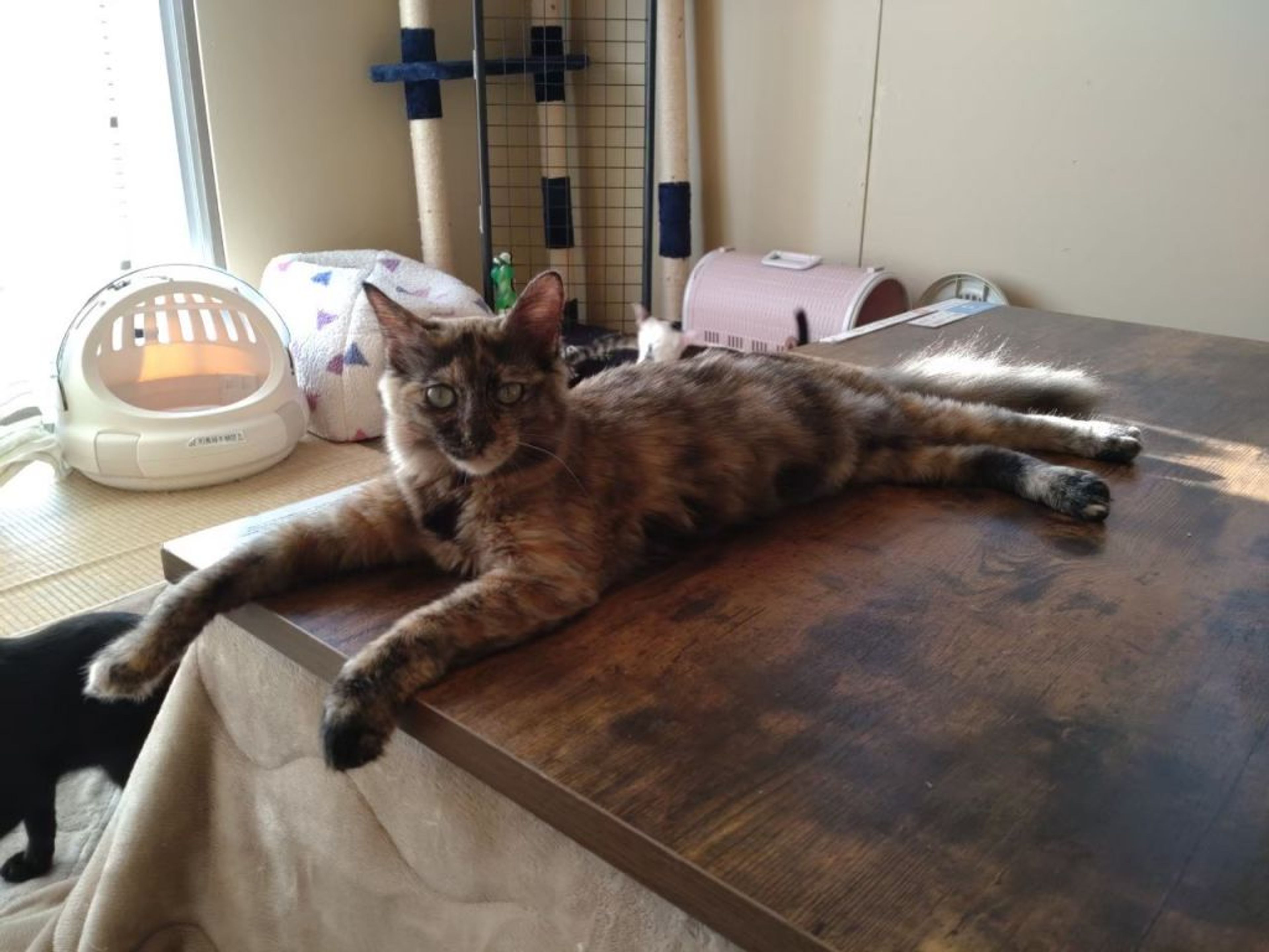 pet-image-2