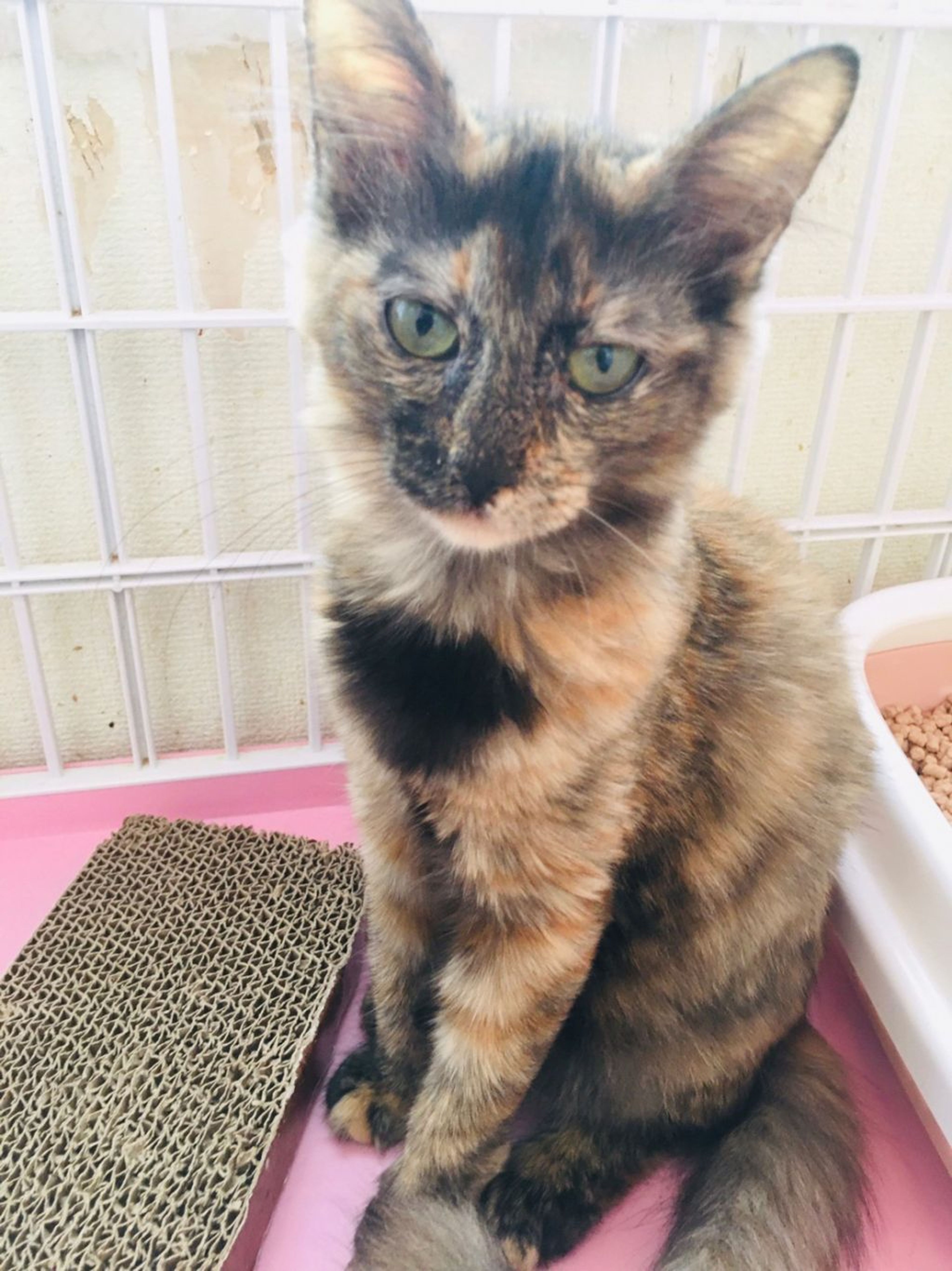 pet-image-3
