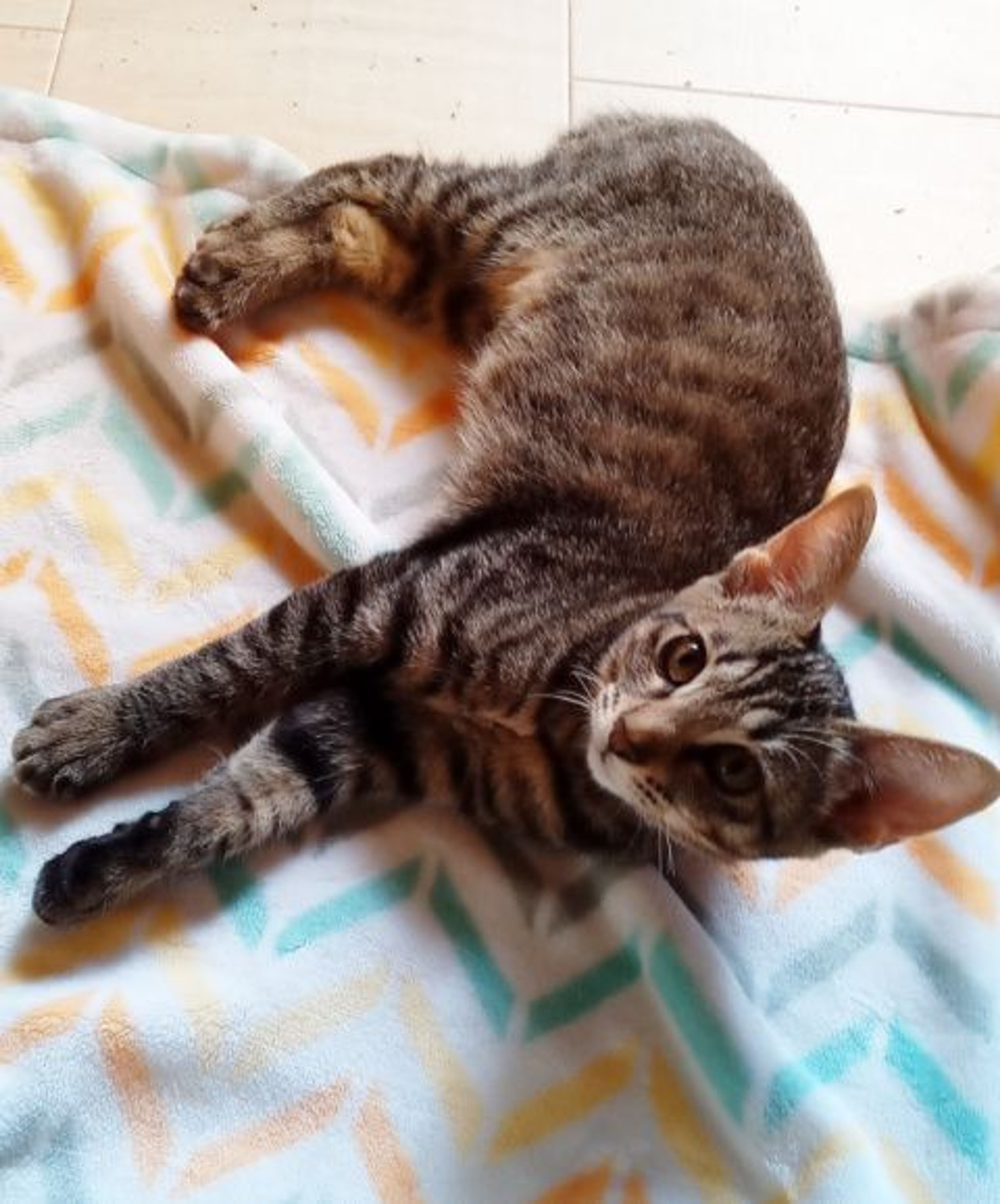 雑種（ミックス猫）・オスの里親募集の写真