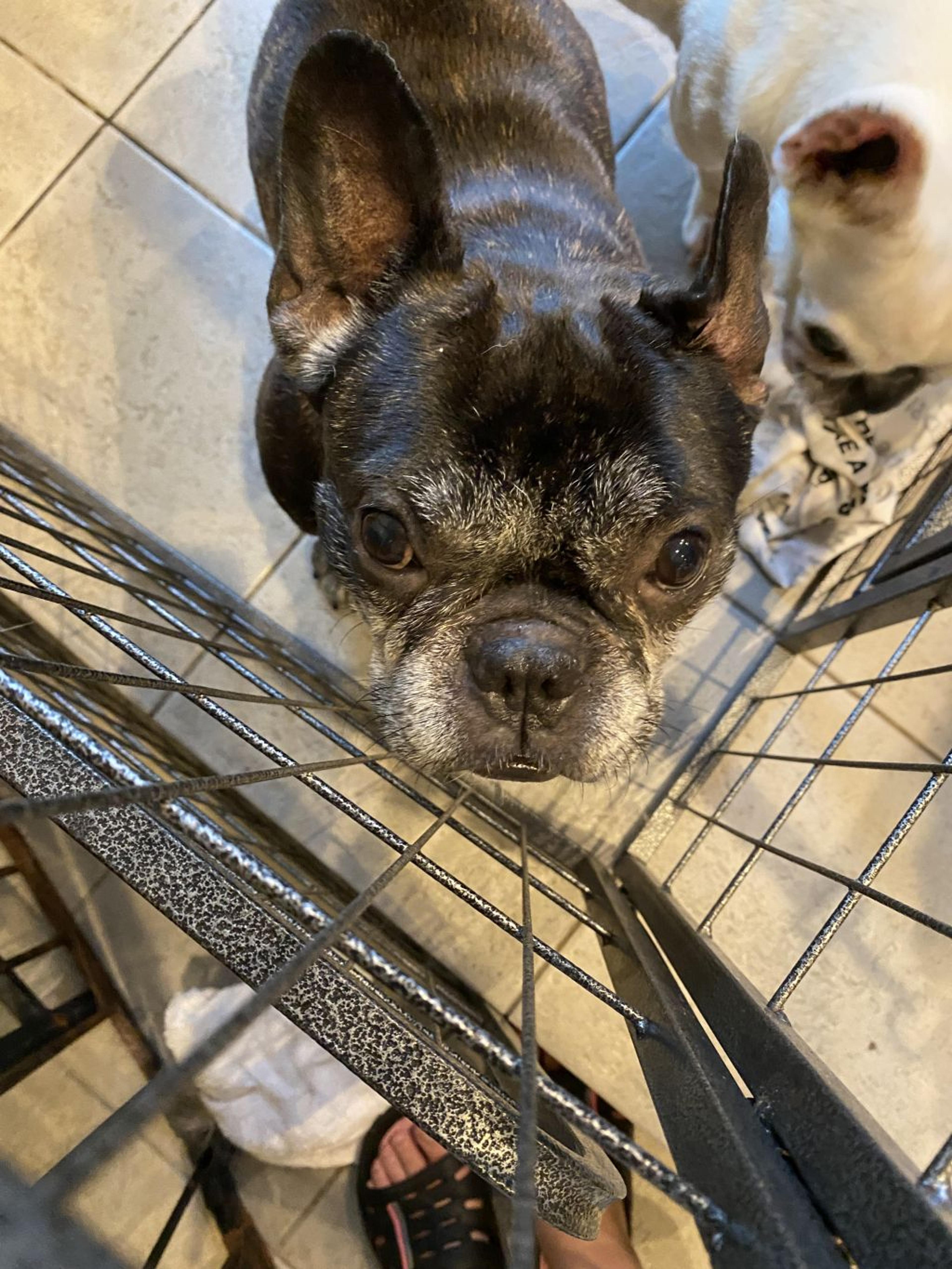 pet-image-2