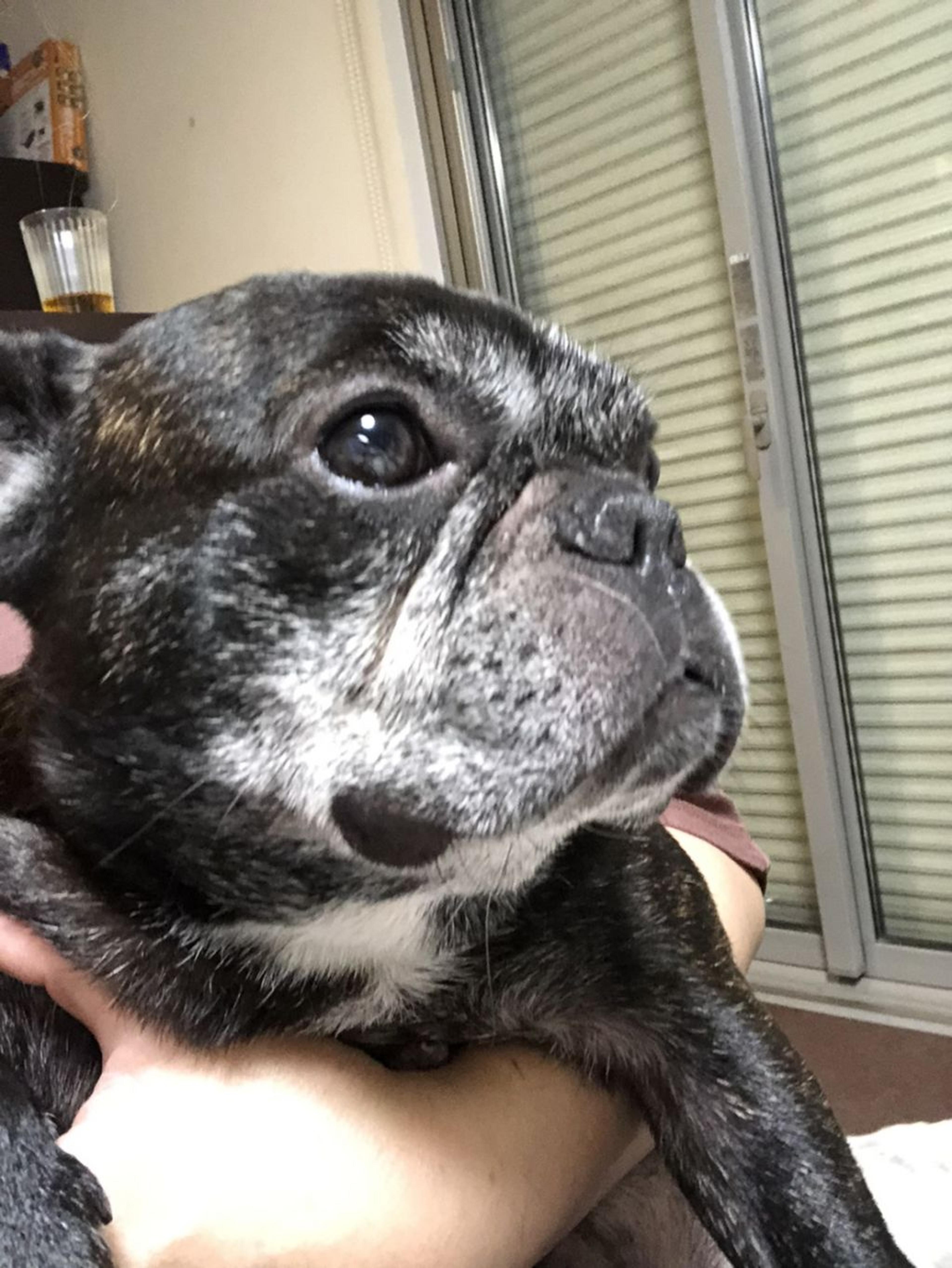 pet-image-3