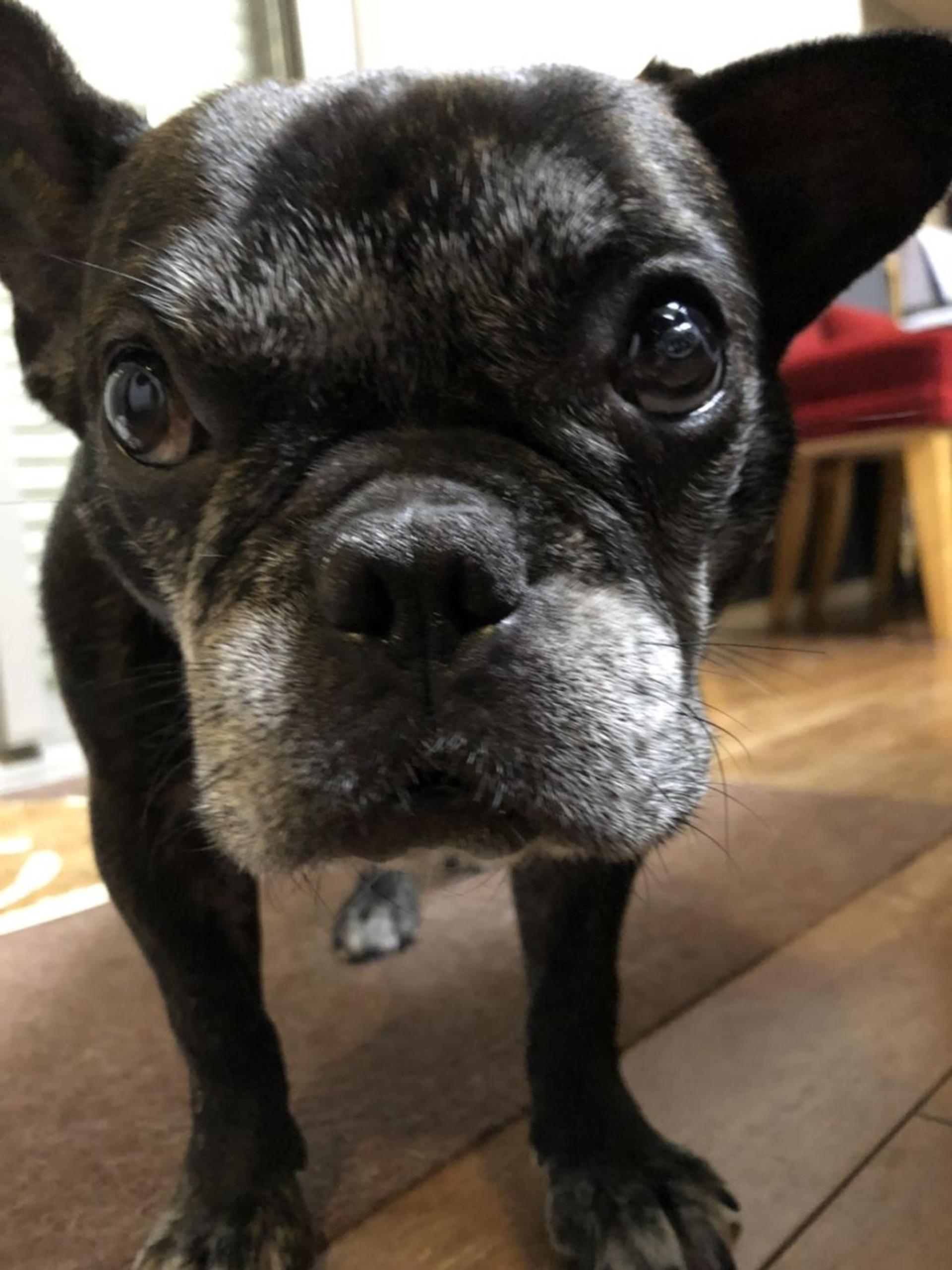 pet-image-5