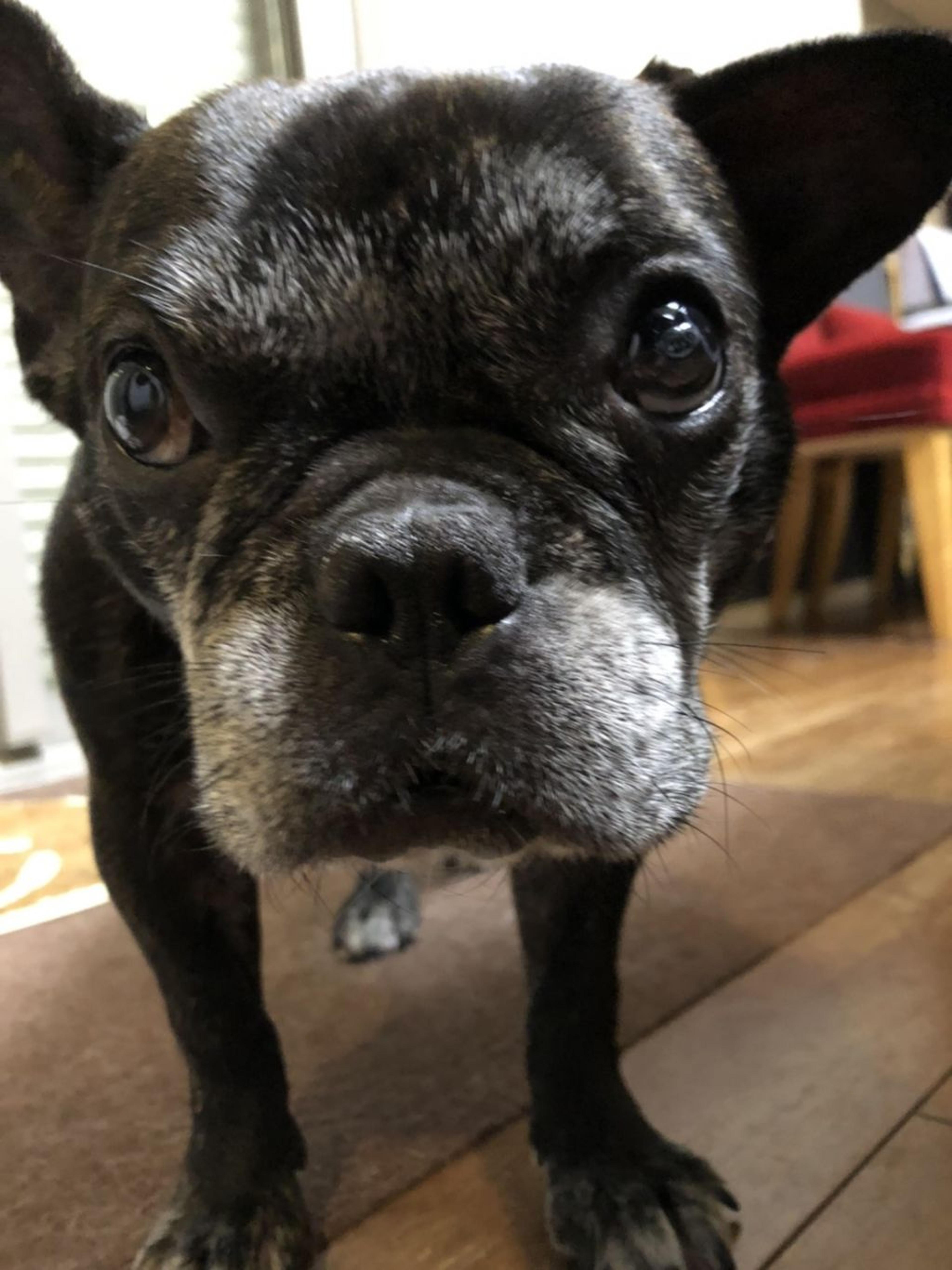 pet-image-5