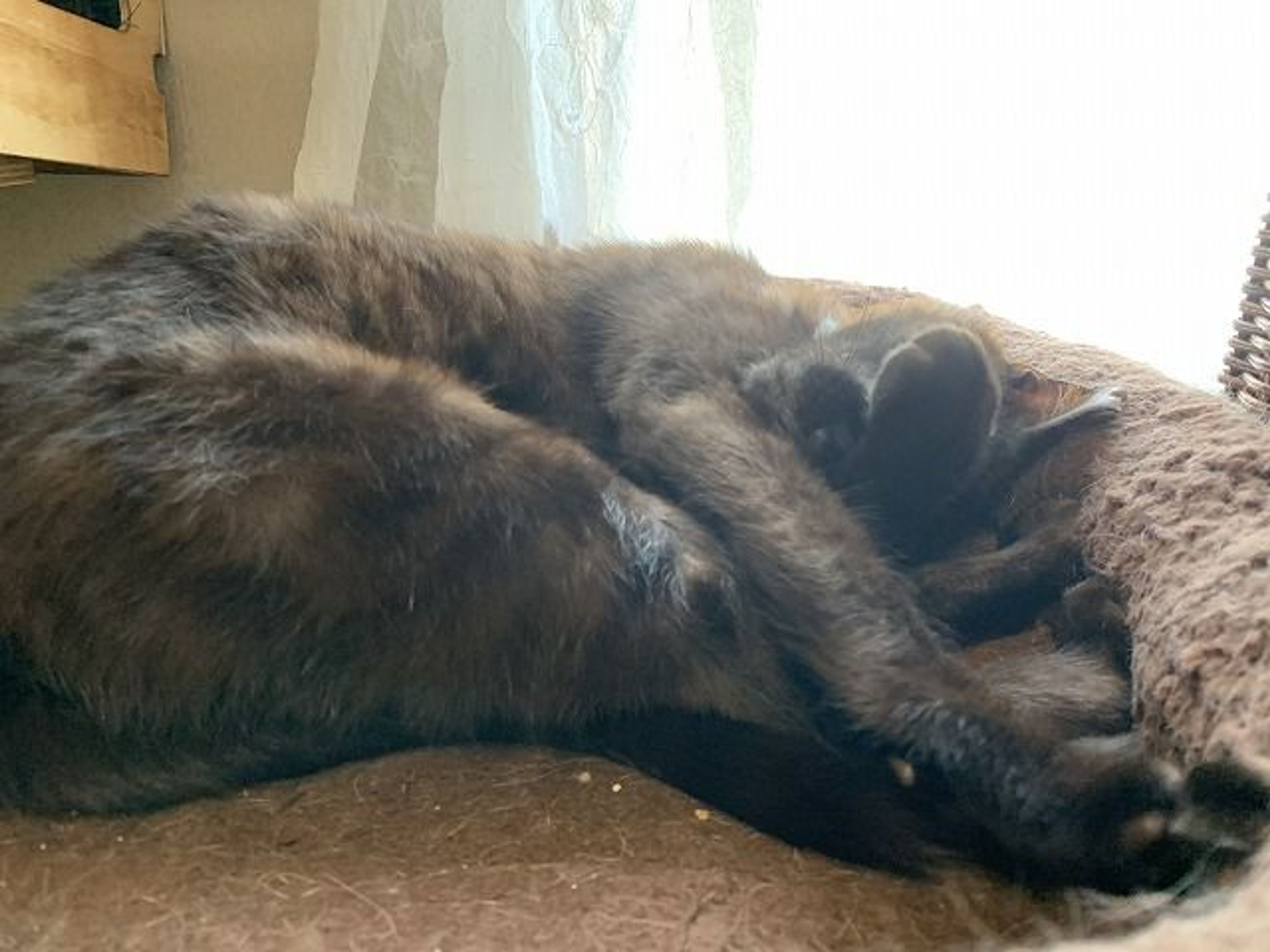 雑種（ミックス猫）・オスの里親募集の写真