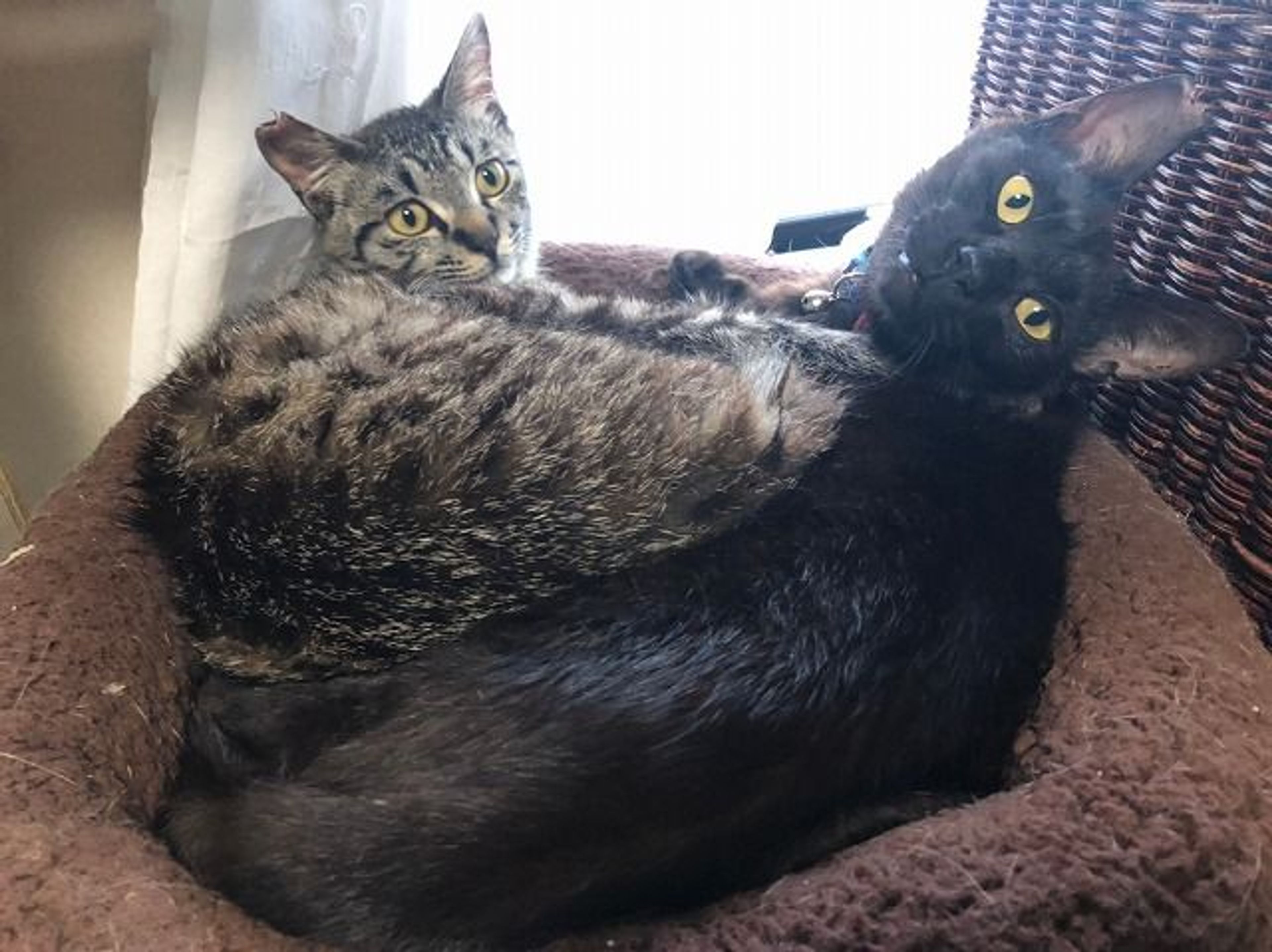 pet-image-2