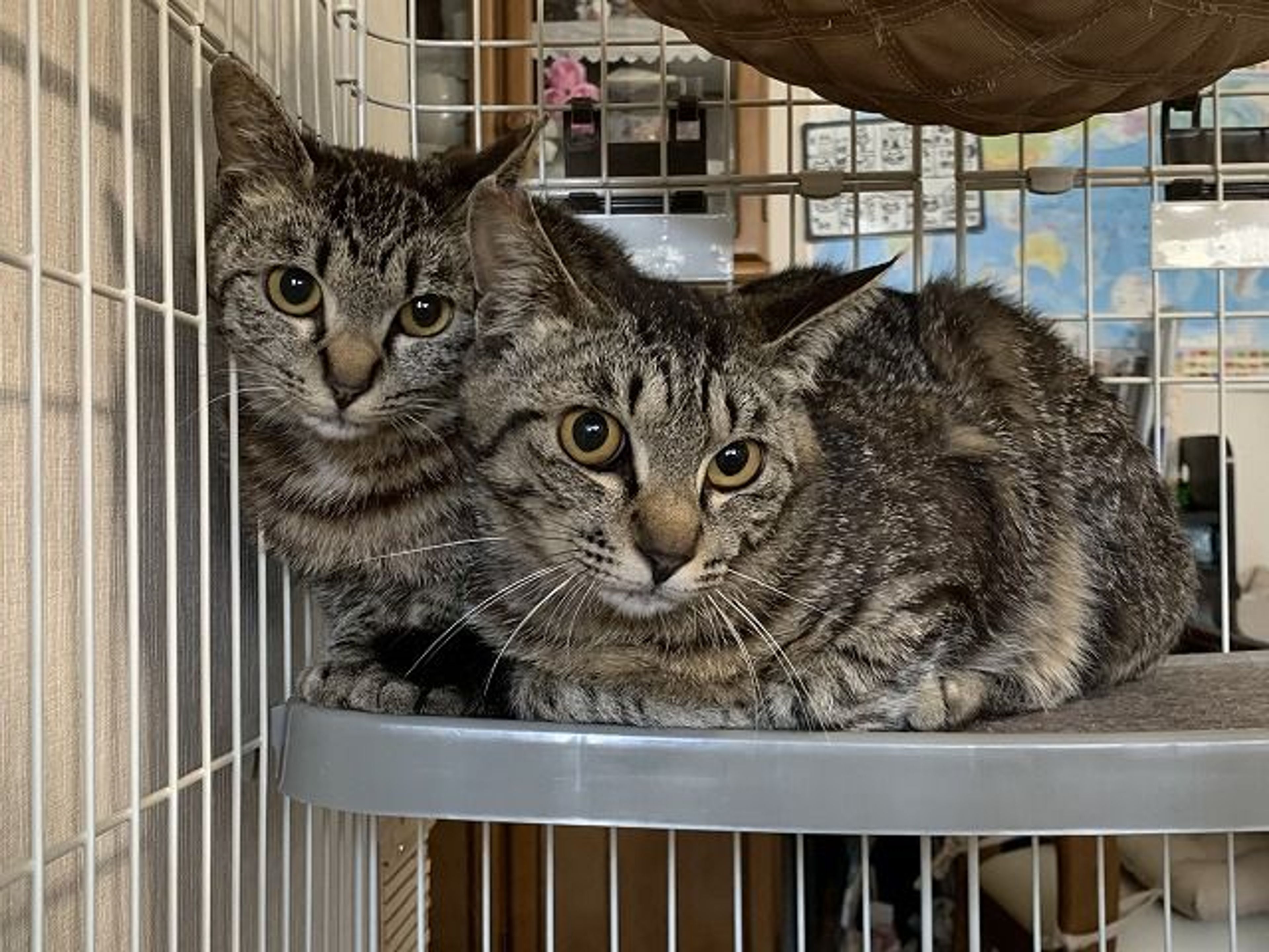 雑種（ミックス猫）・メスの里親募集の写真