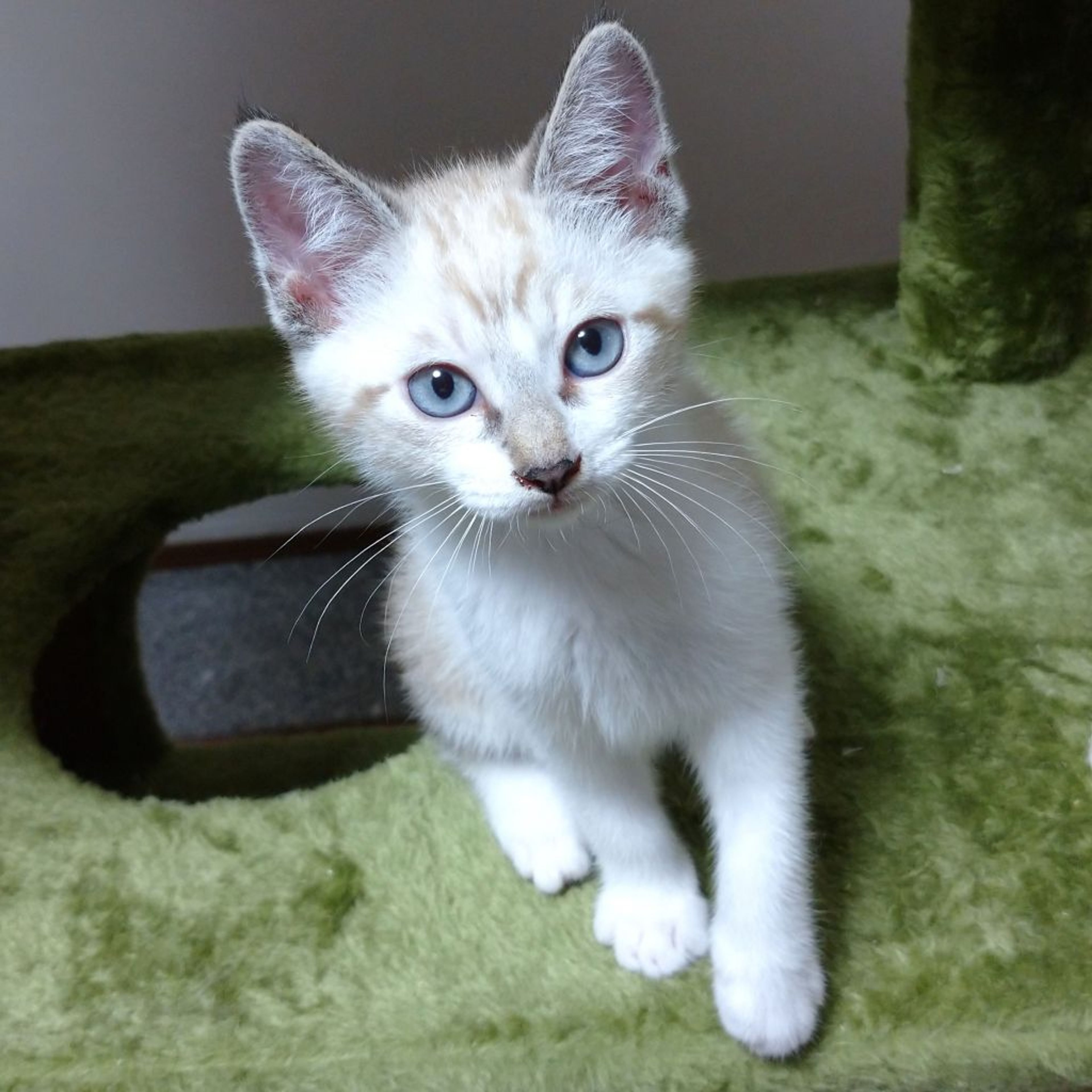 pet-image-2