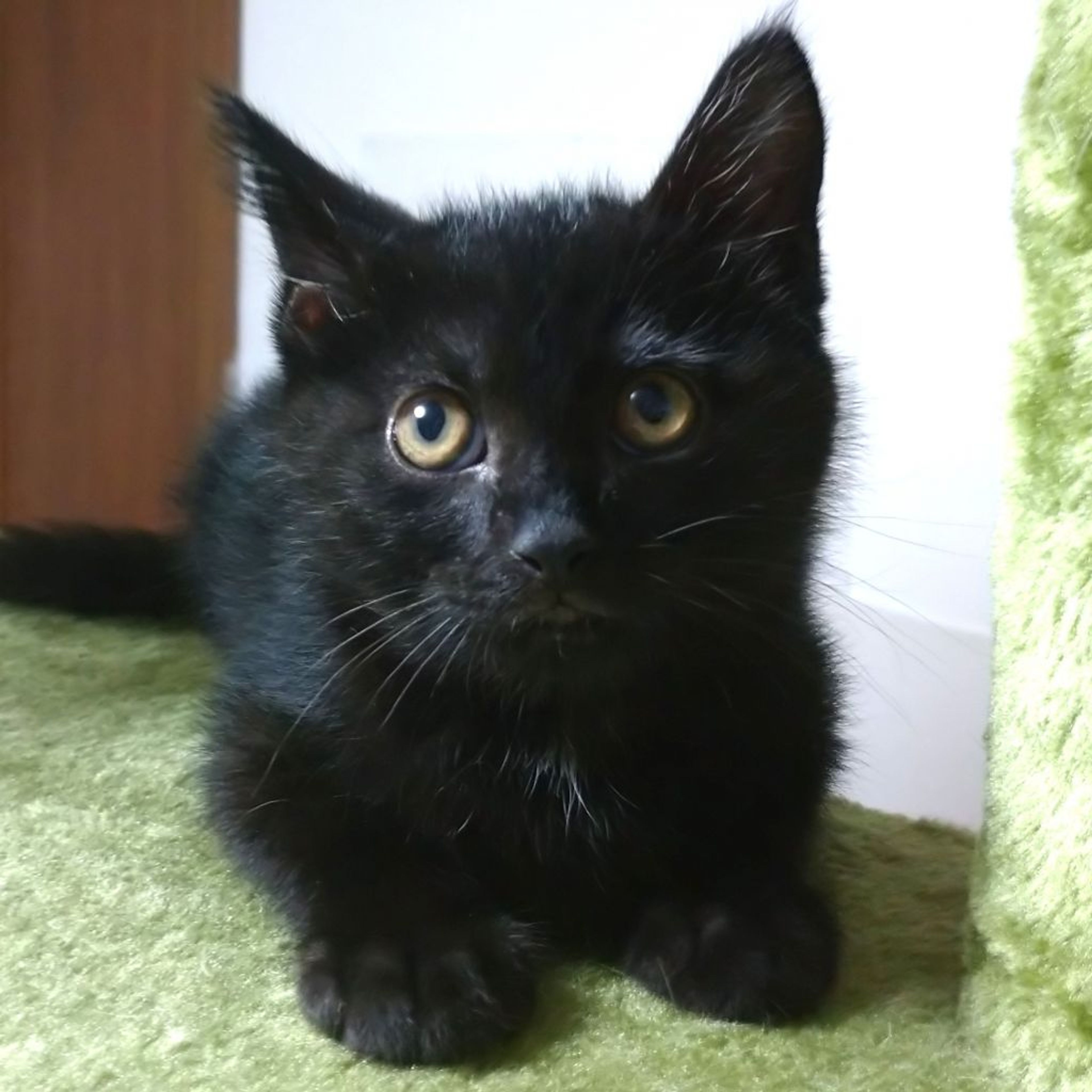pet-image-3