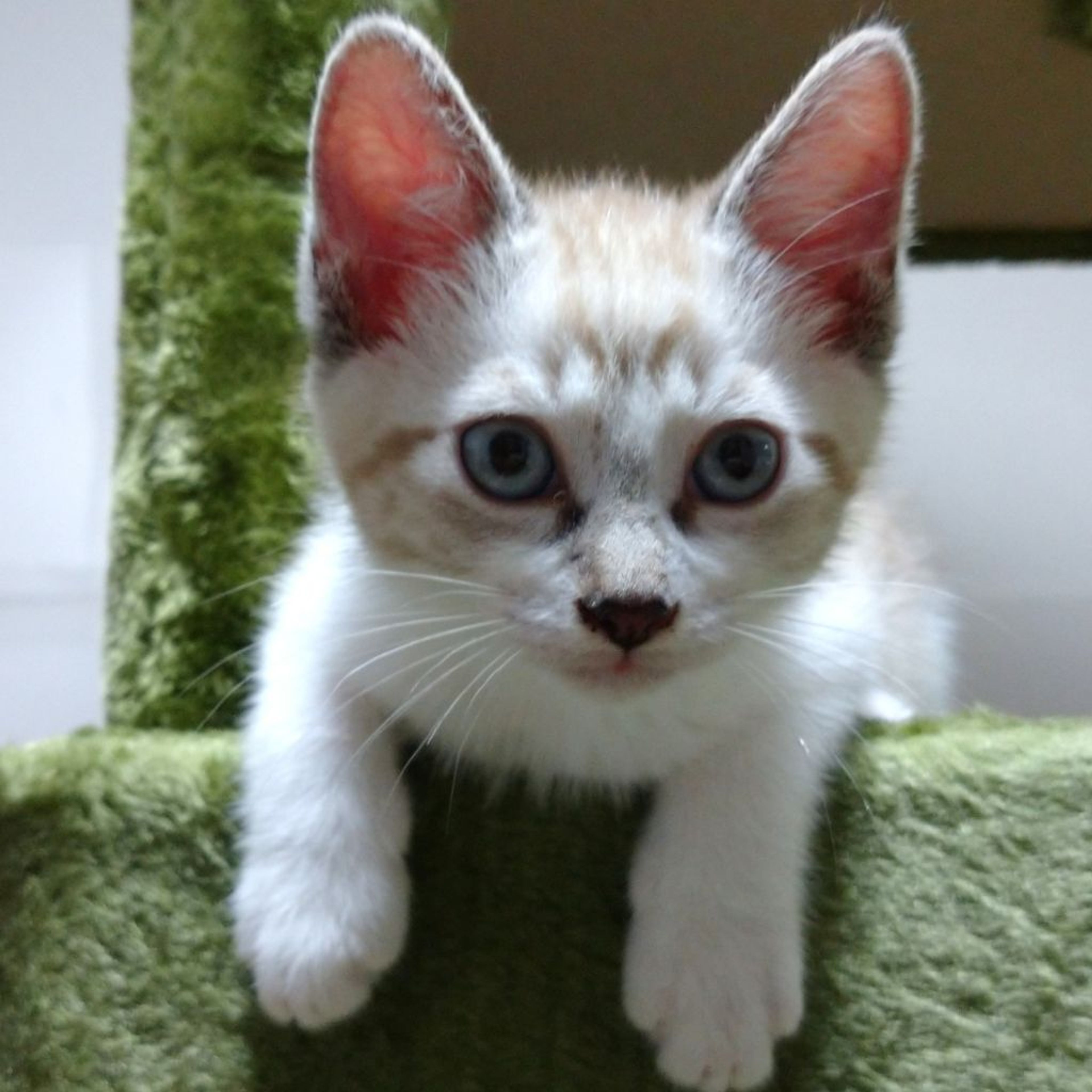 pet-image-4