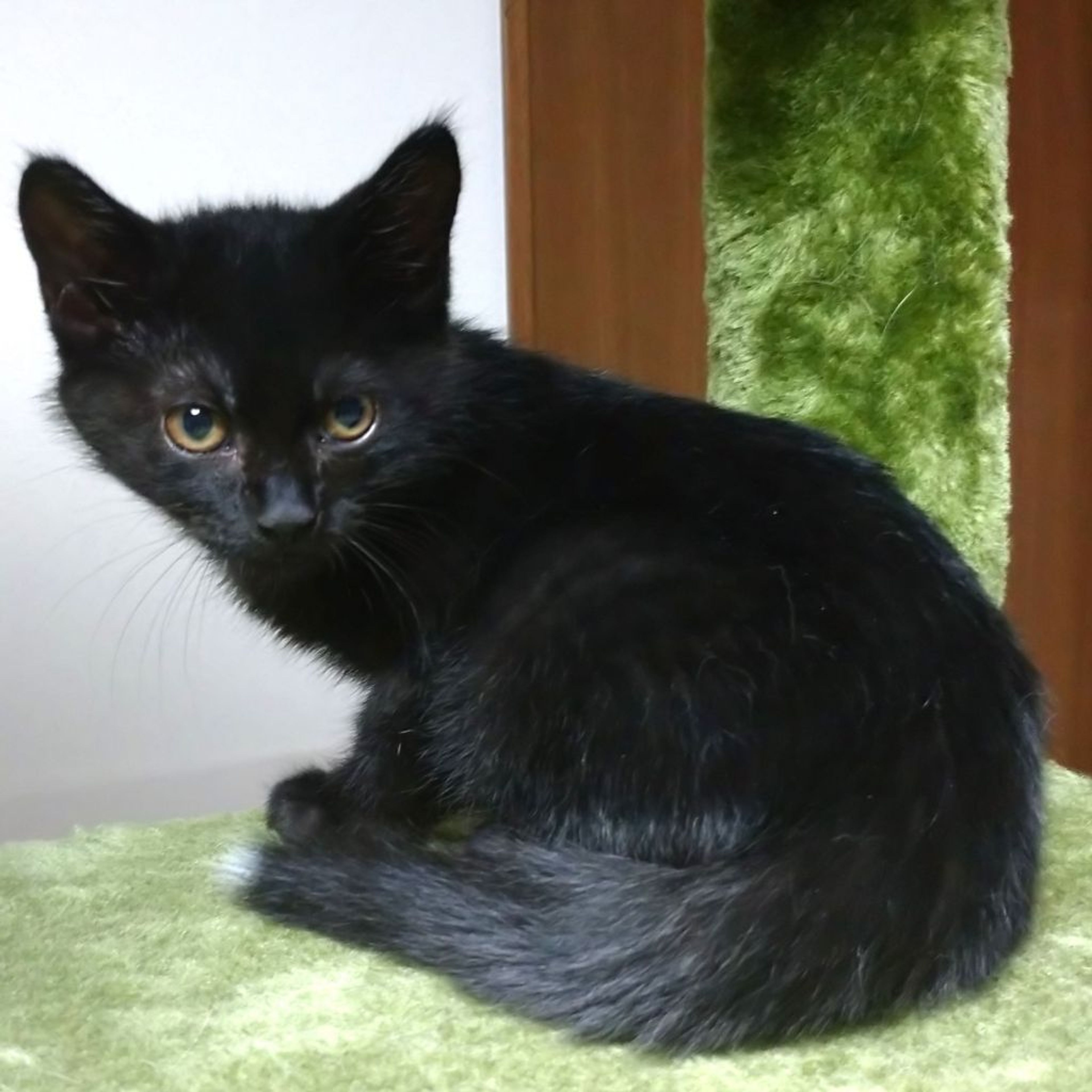 pet-image-5