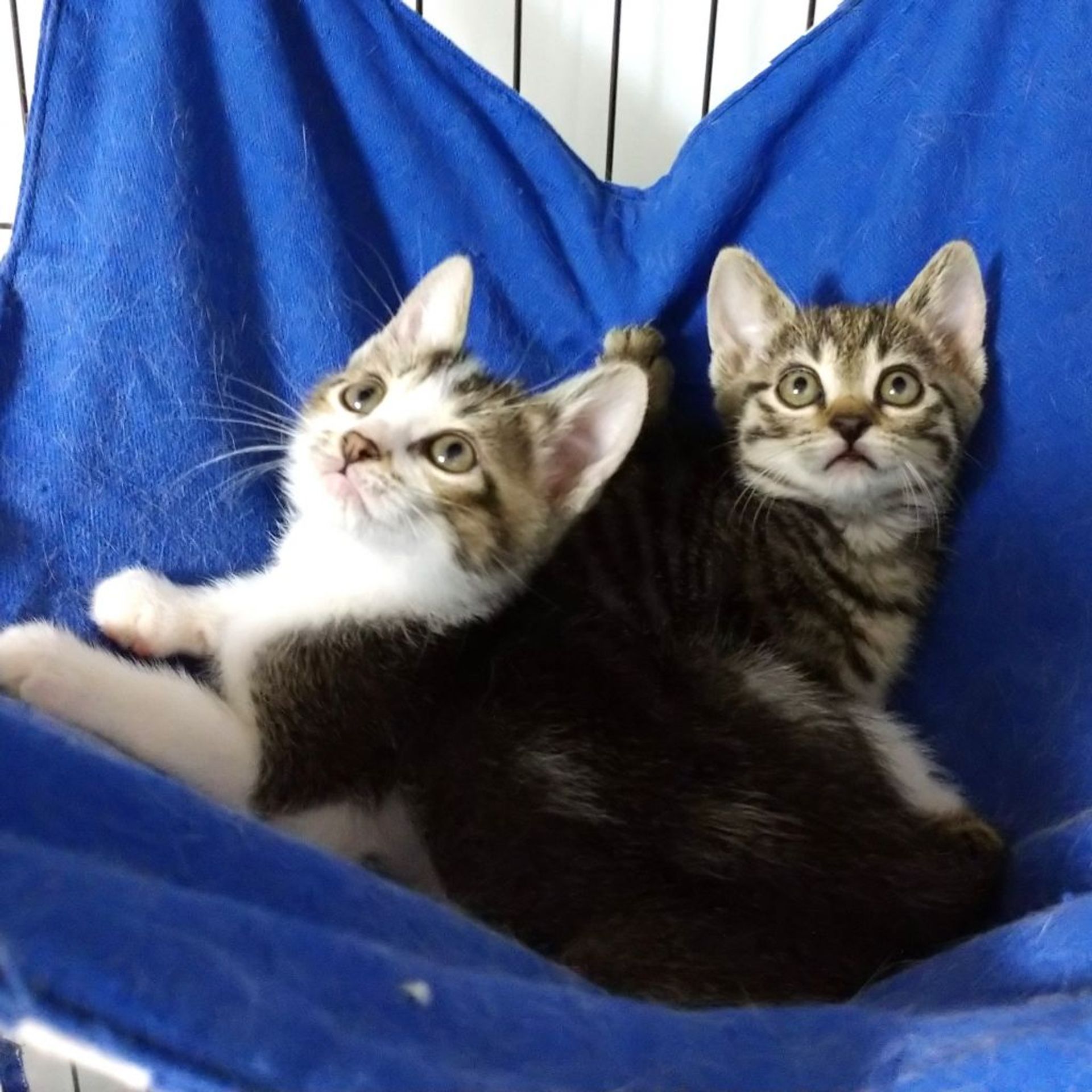 雑種（ミックス猫）・メスの里親募集の写真