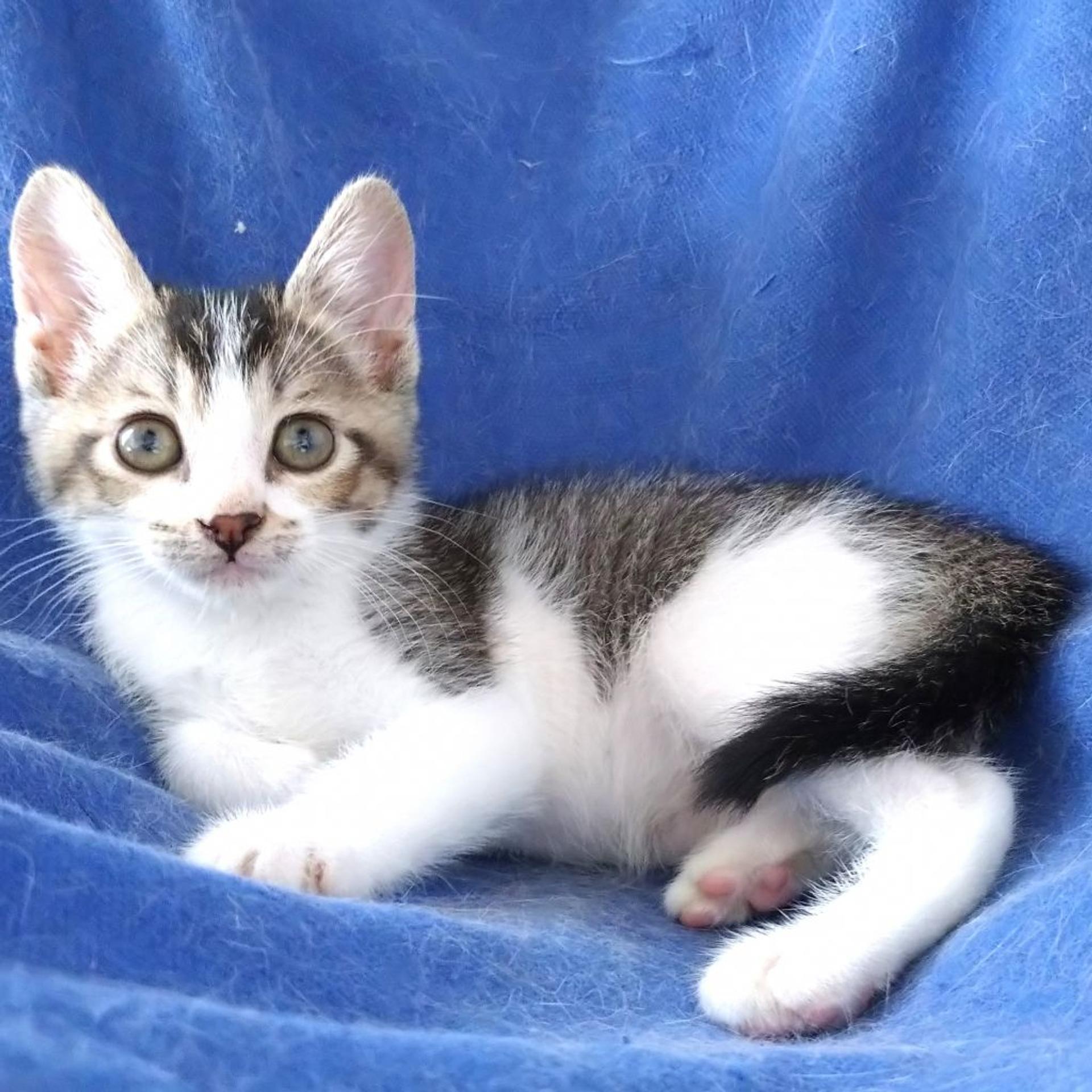 pet-image-3