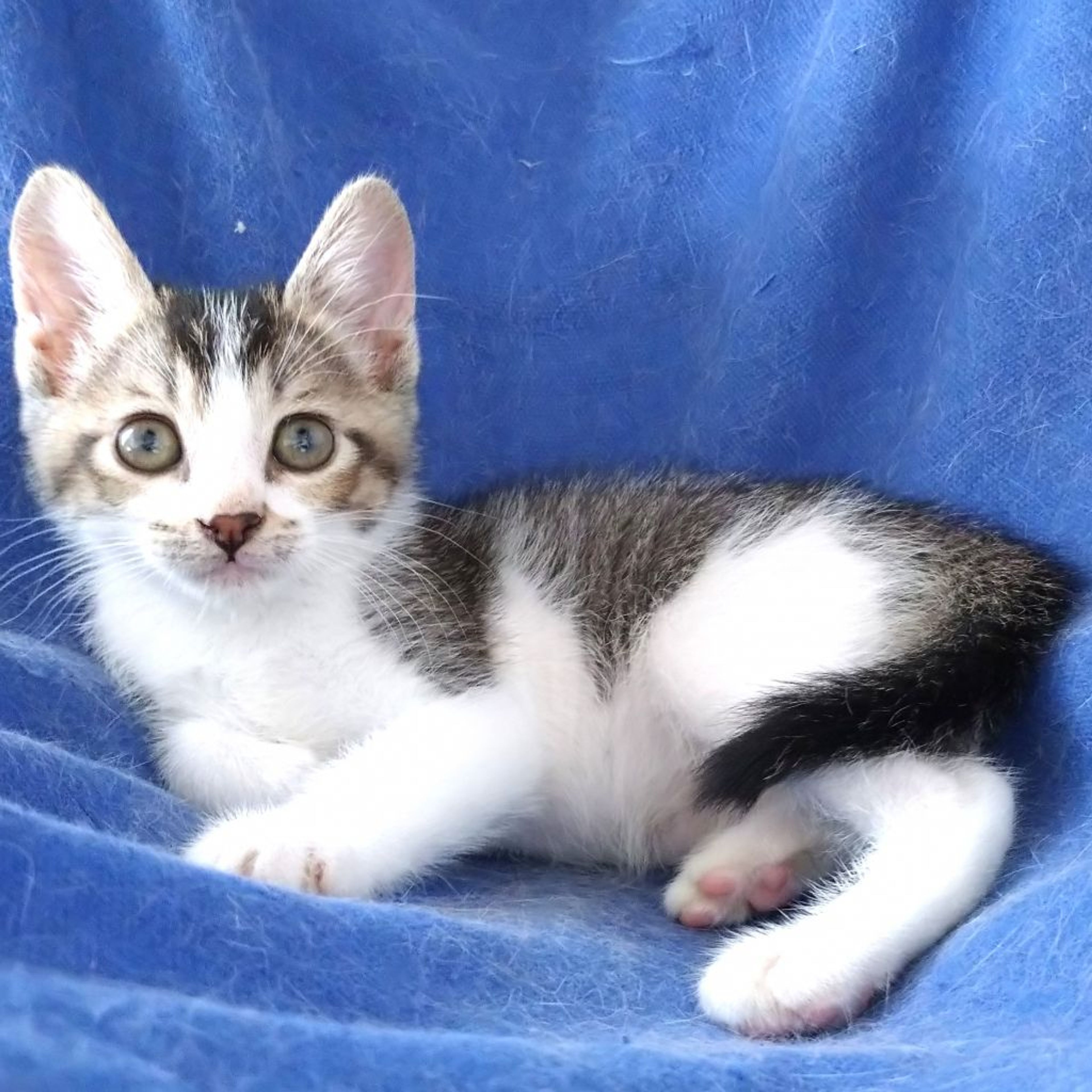 pet-image-3