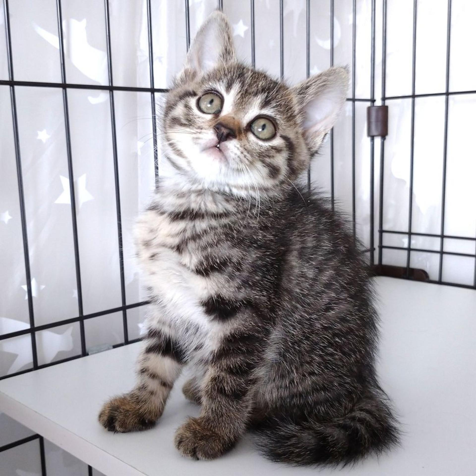 pet-image-4