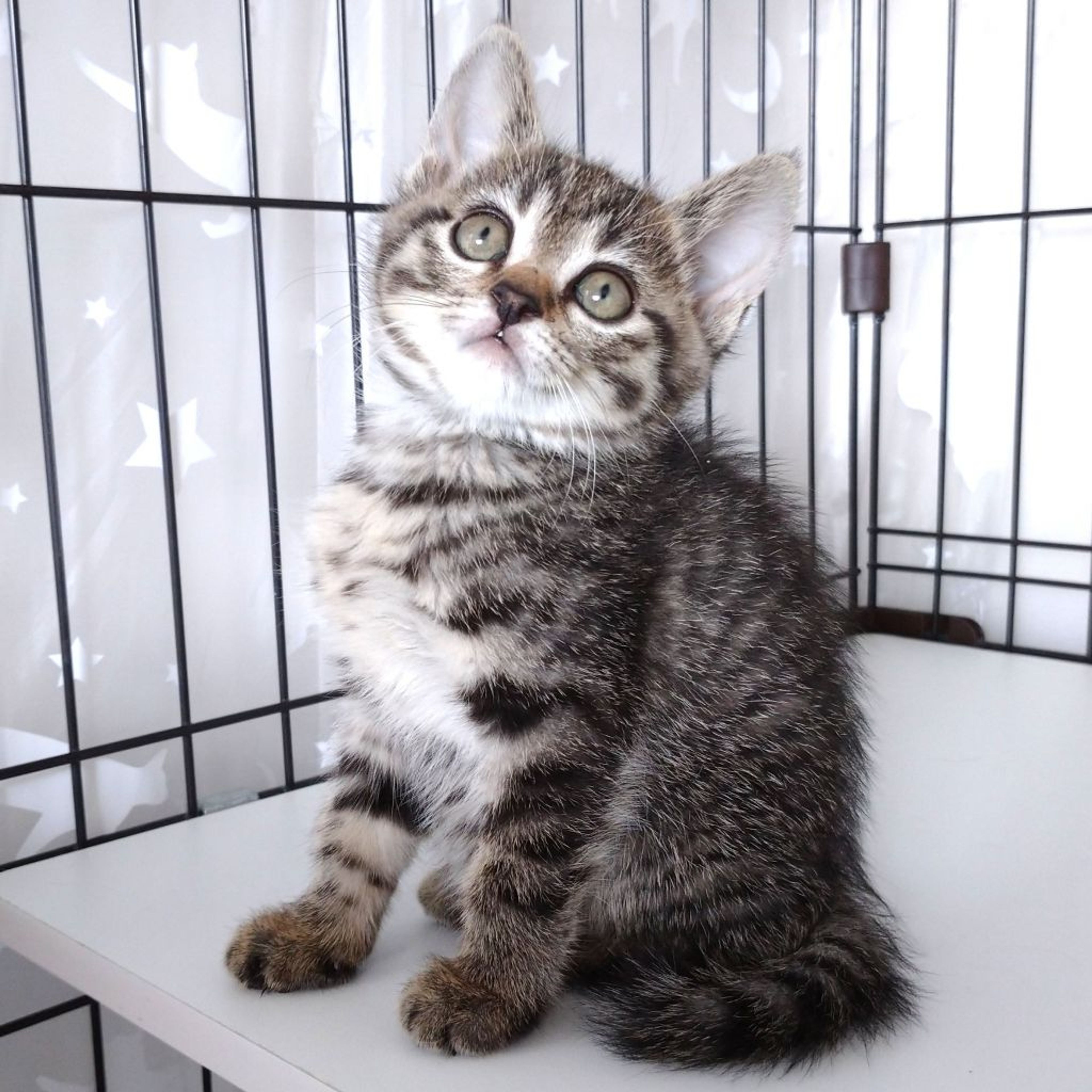 pet-image-4