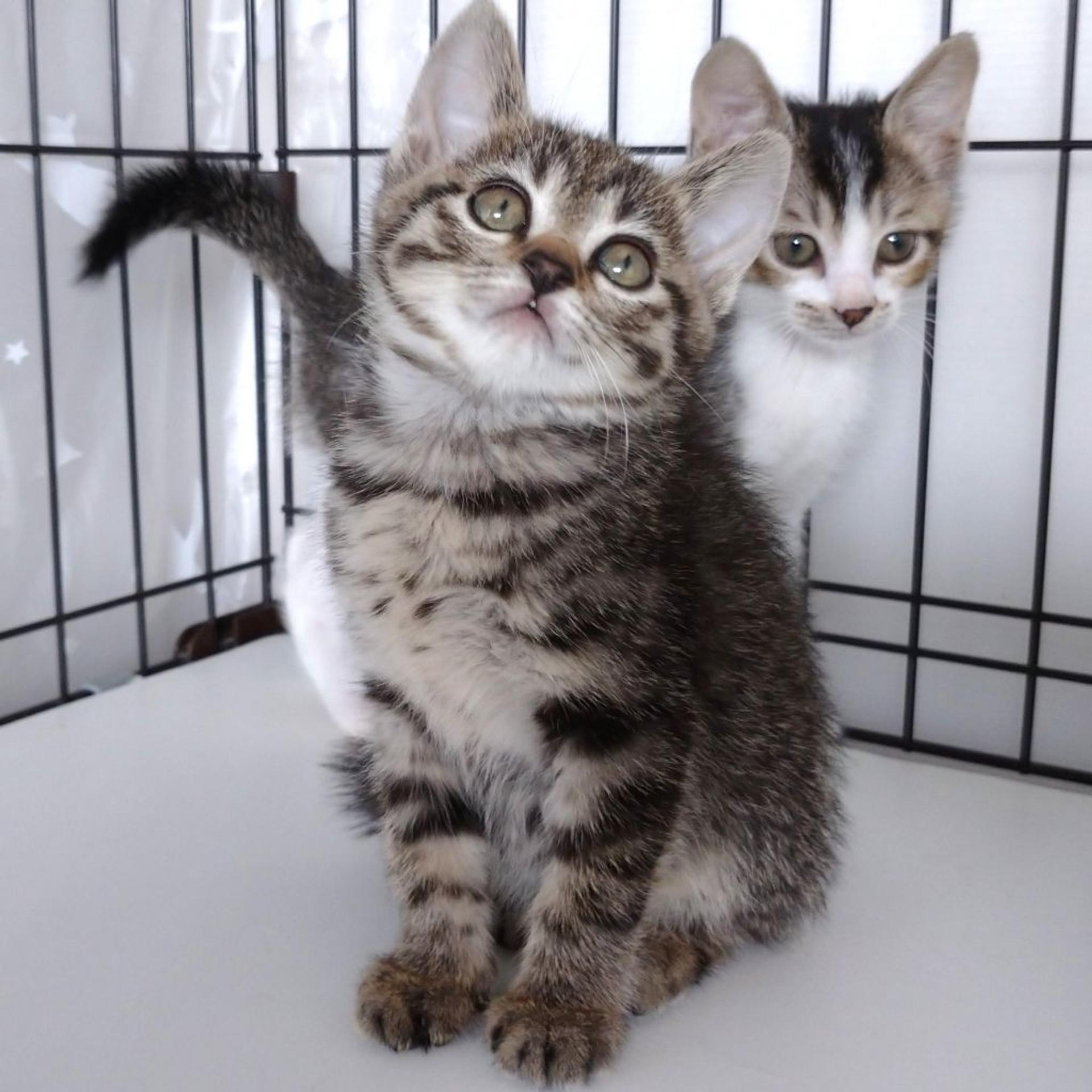 pet-image-5