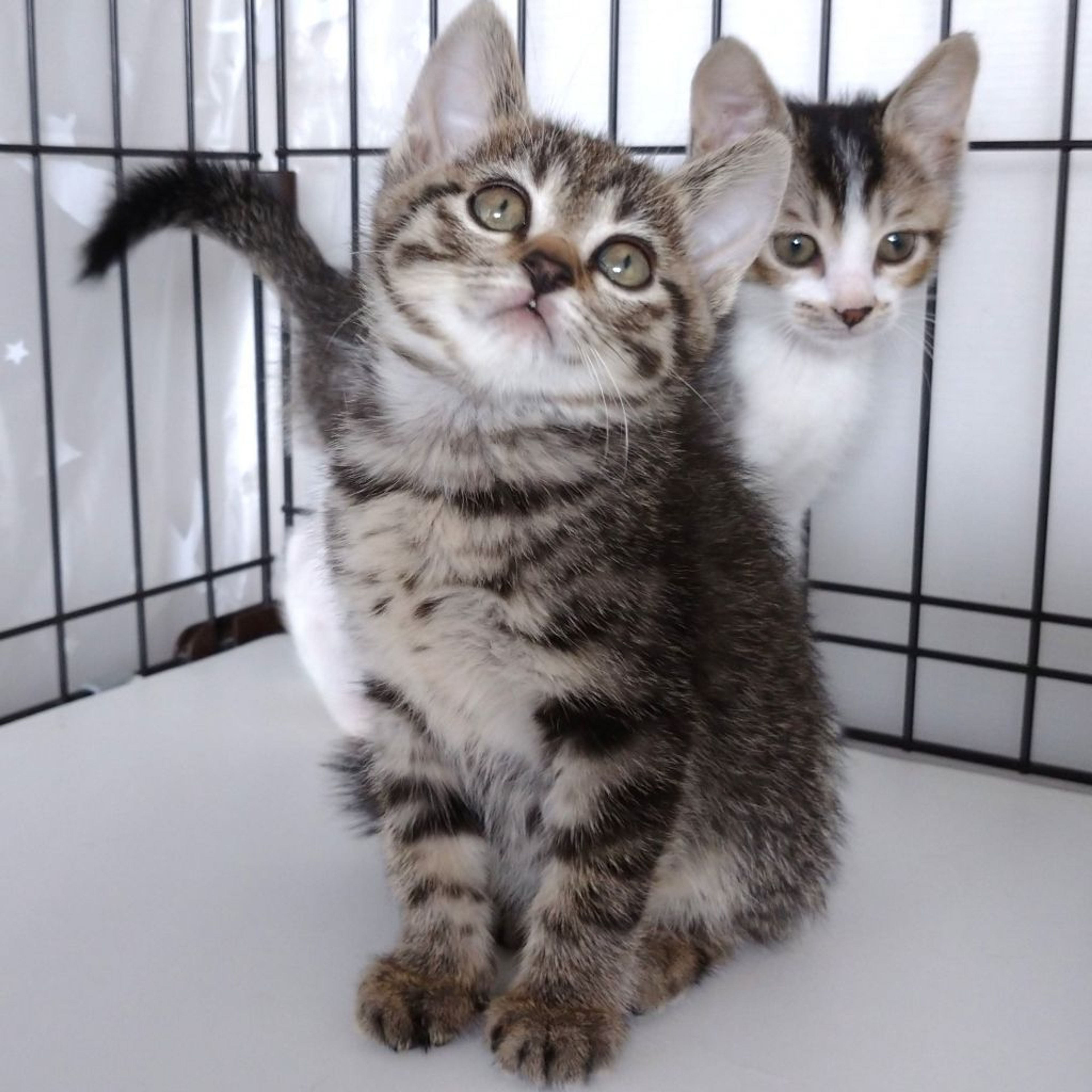 pet-image-5