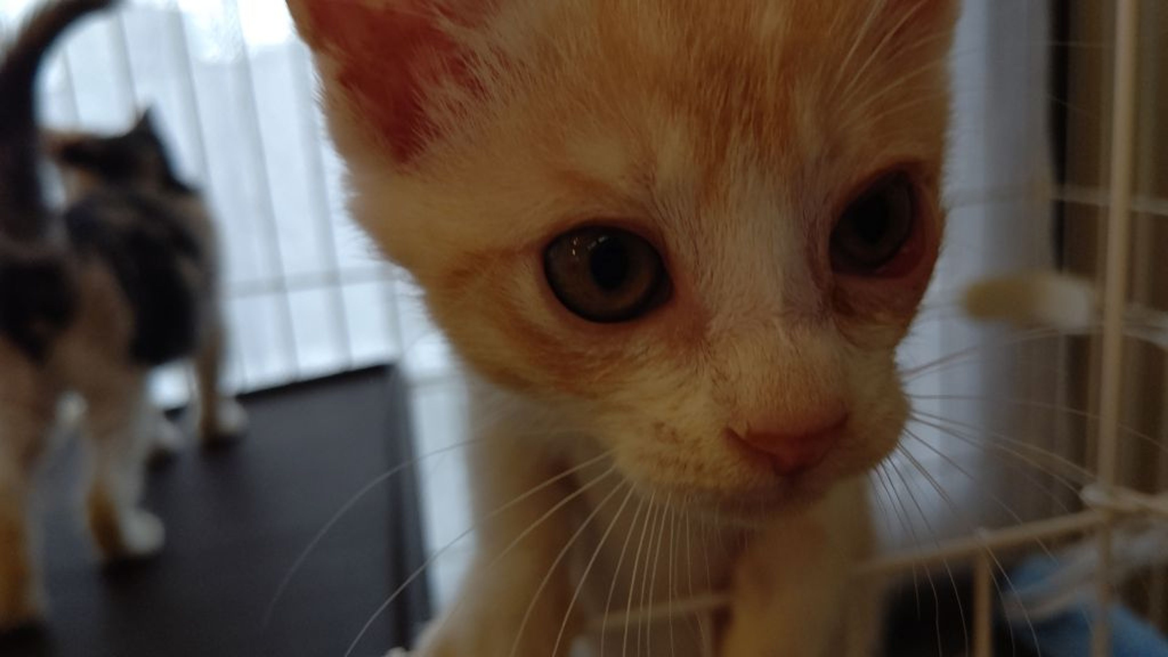 雑種（ミックス猫）・オスの里親募集の写真