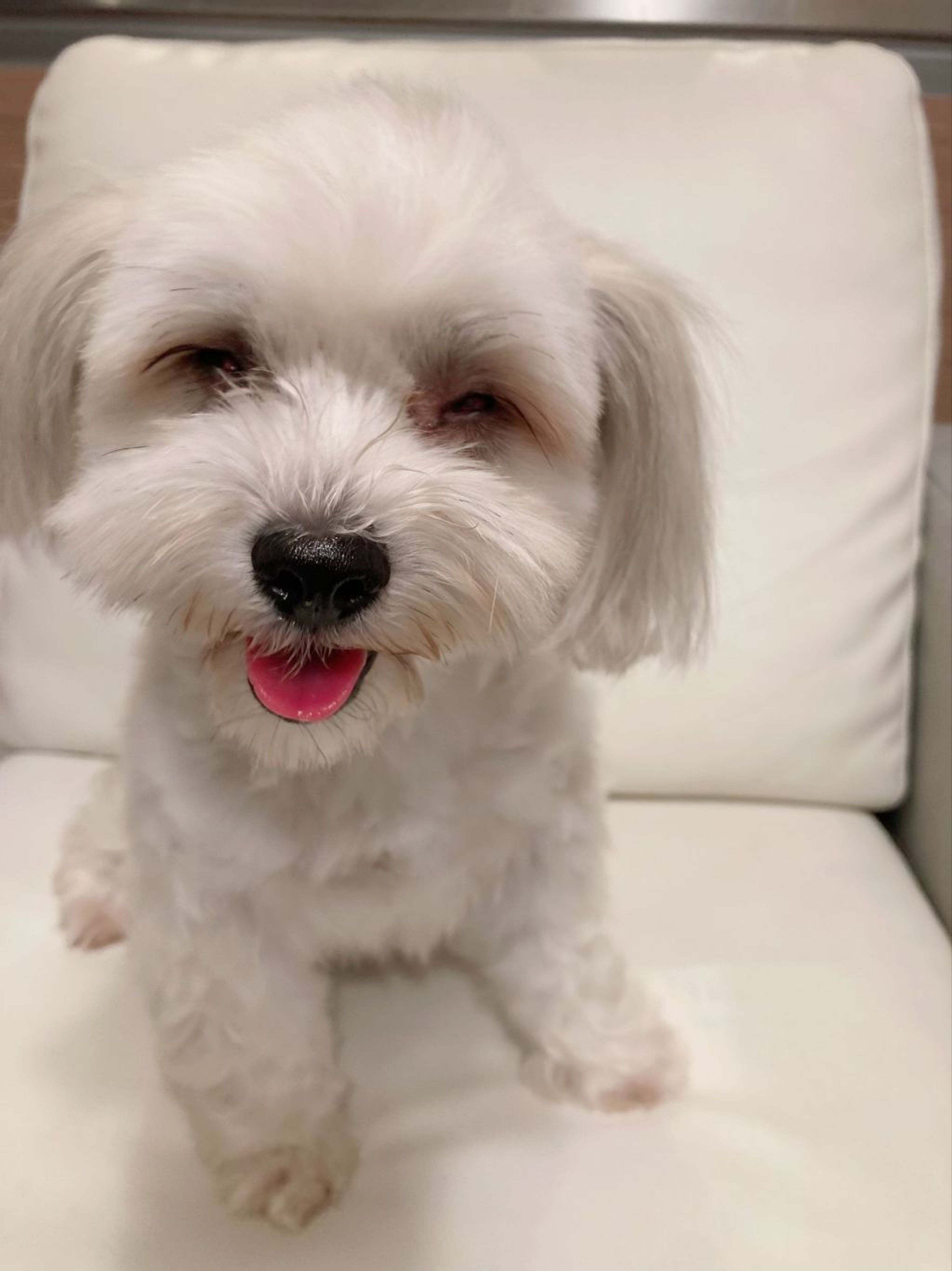 雑種（ミックス犬）・メスの里親募集の写真