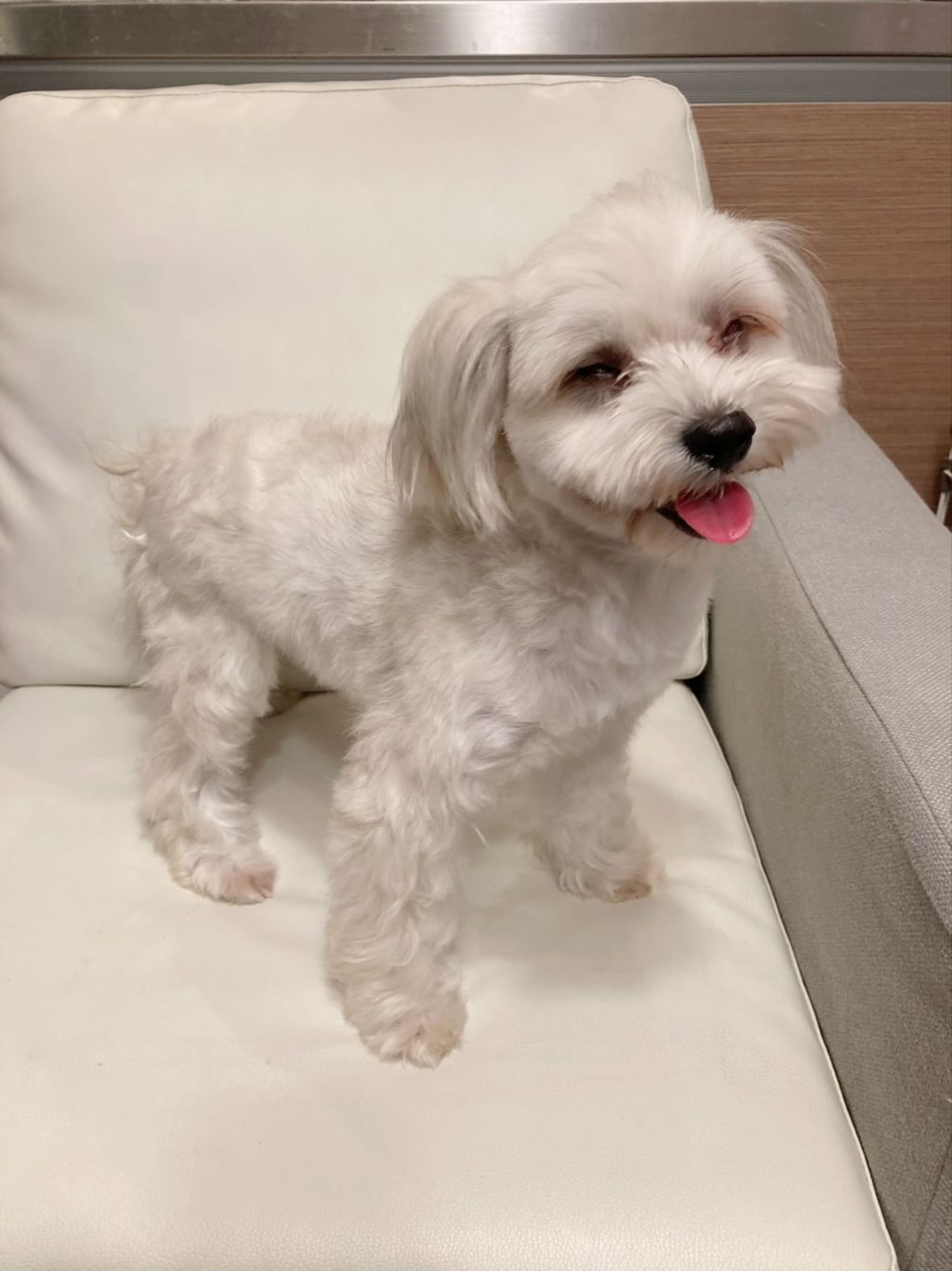 pet-image-4