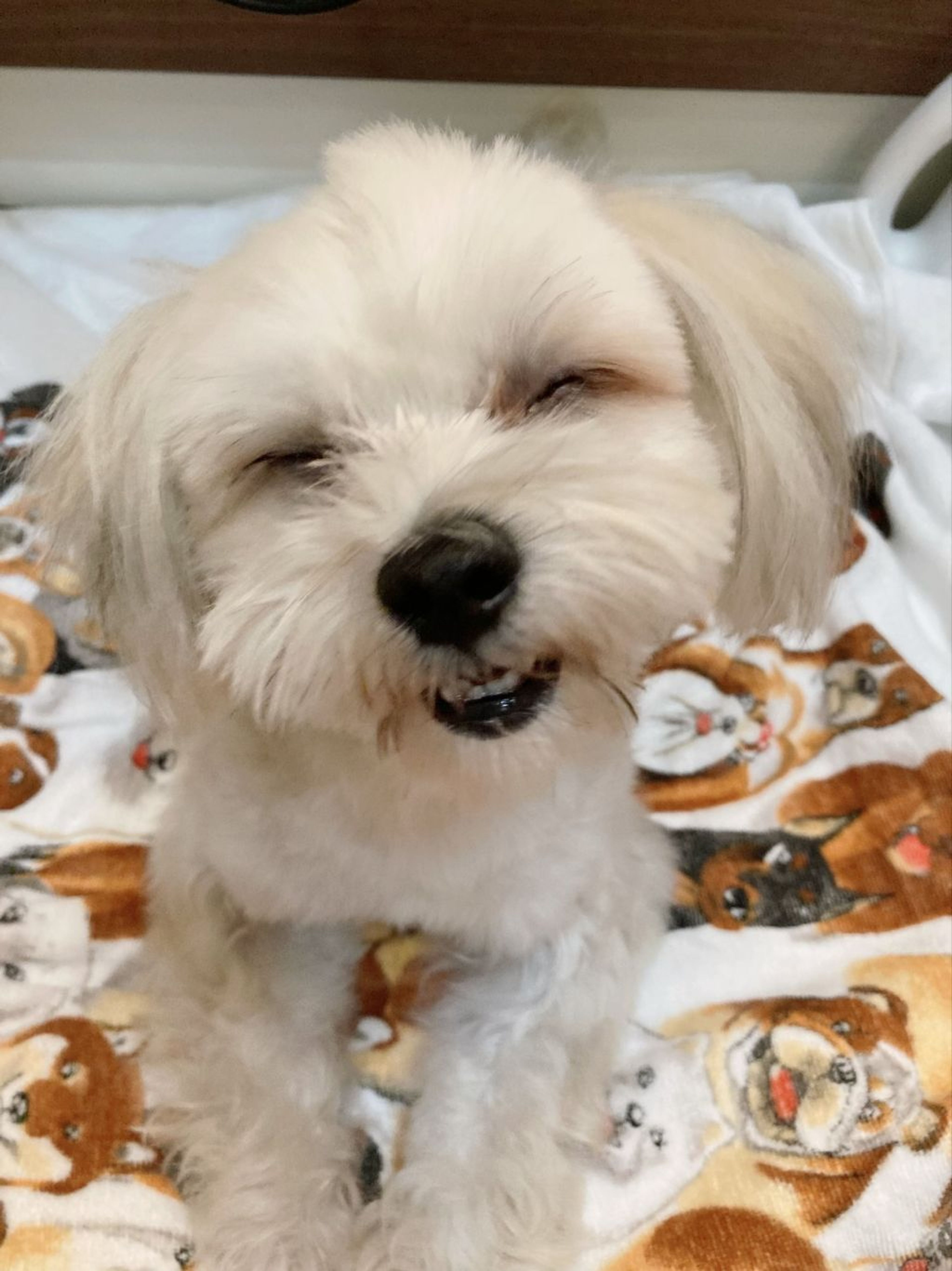 pet-image-5