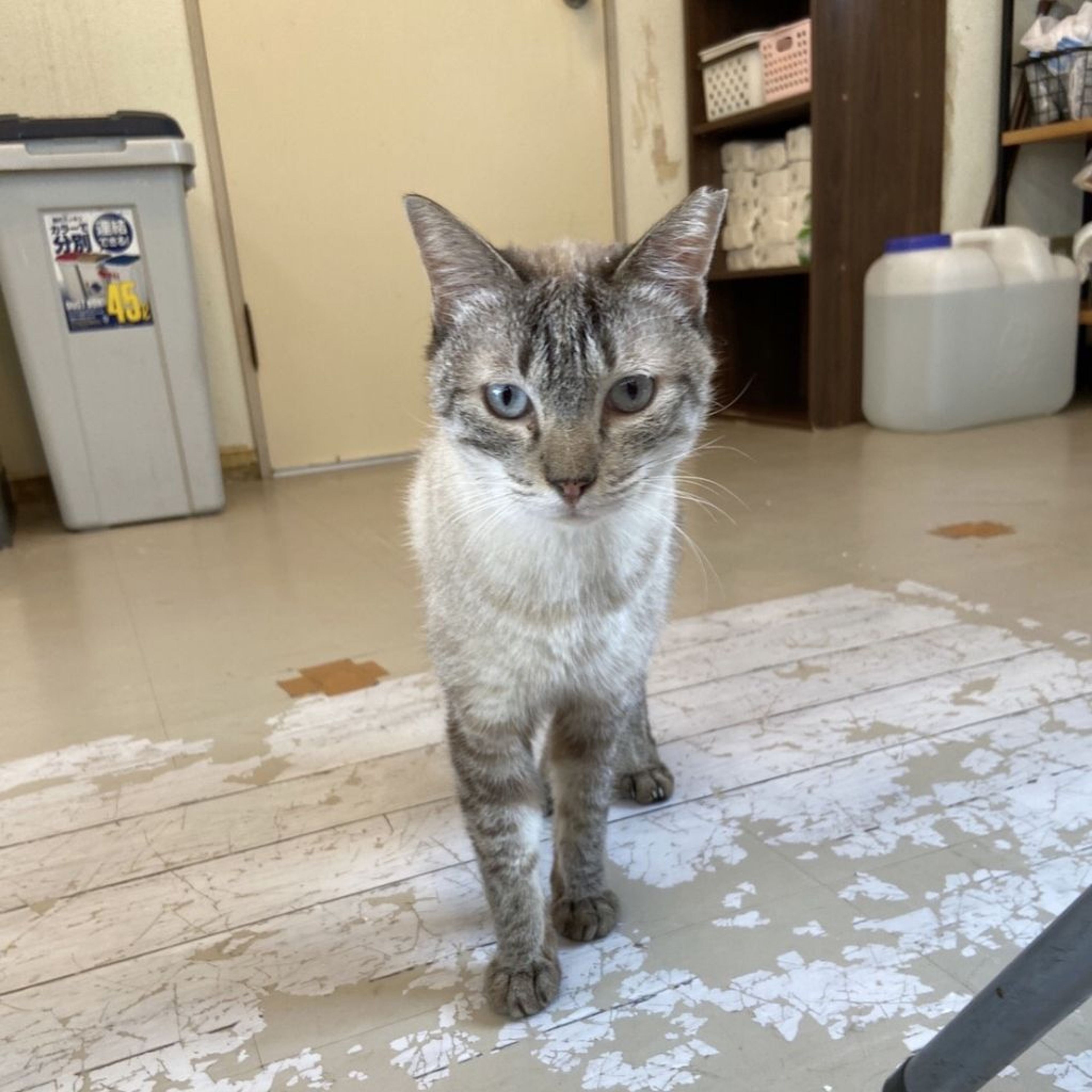 雑種（ミックス猫）・メスの里親募集の写真