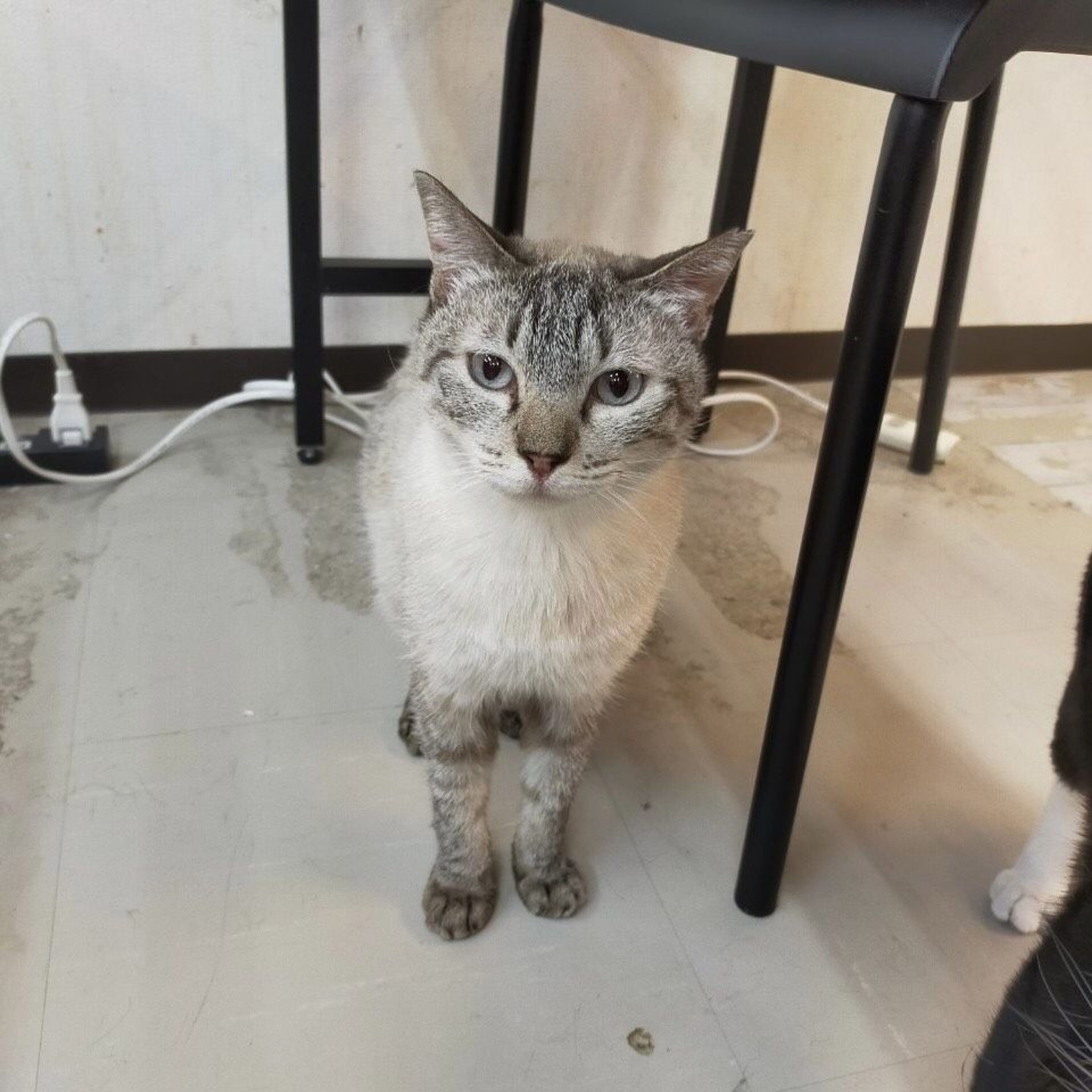 pet-image-2