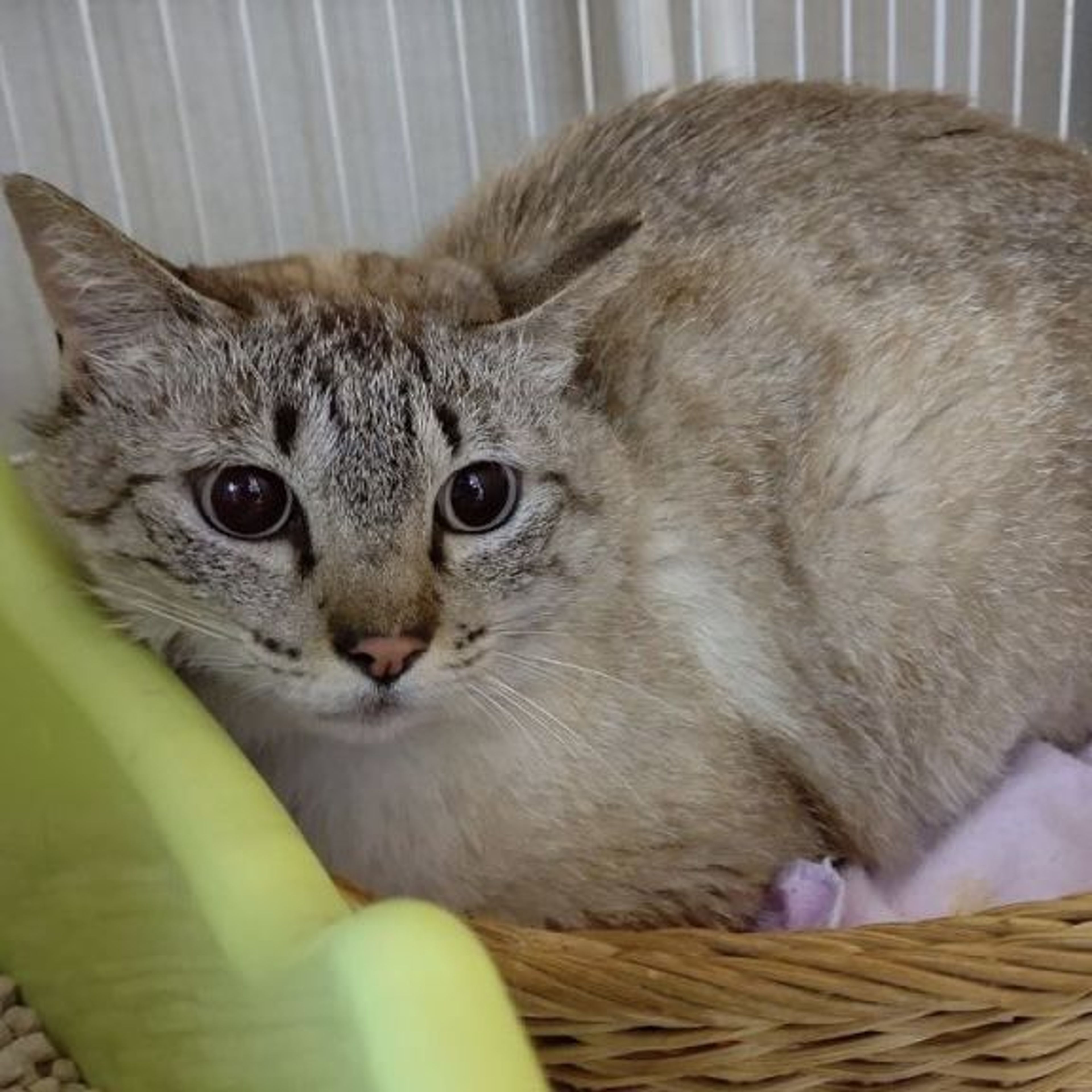 pet-image-5