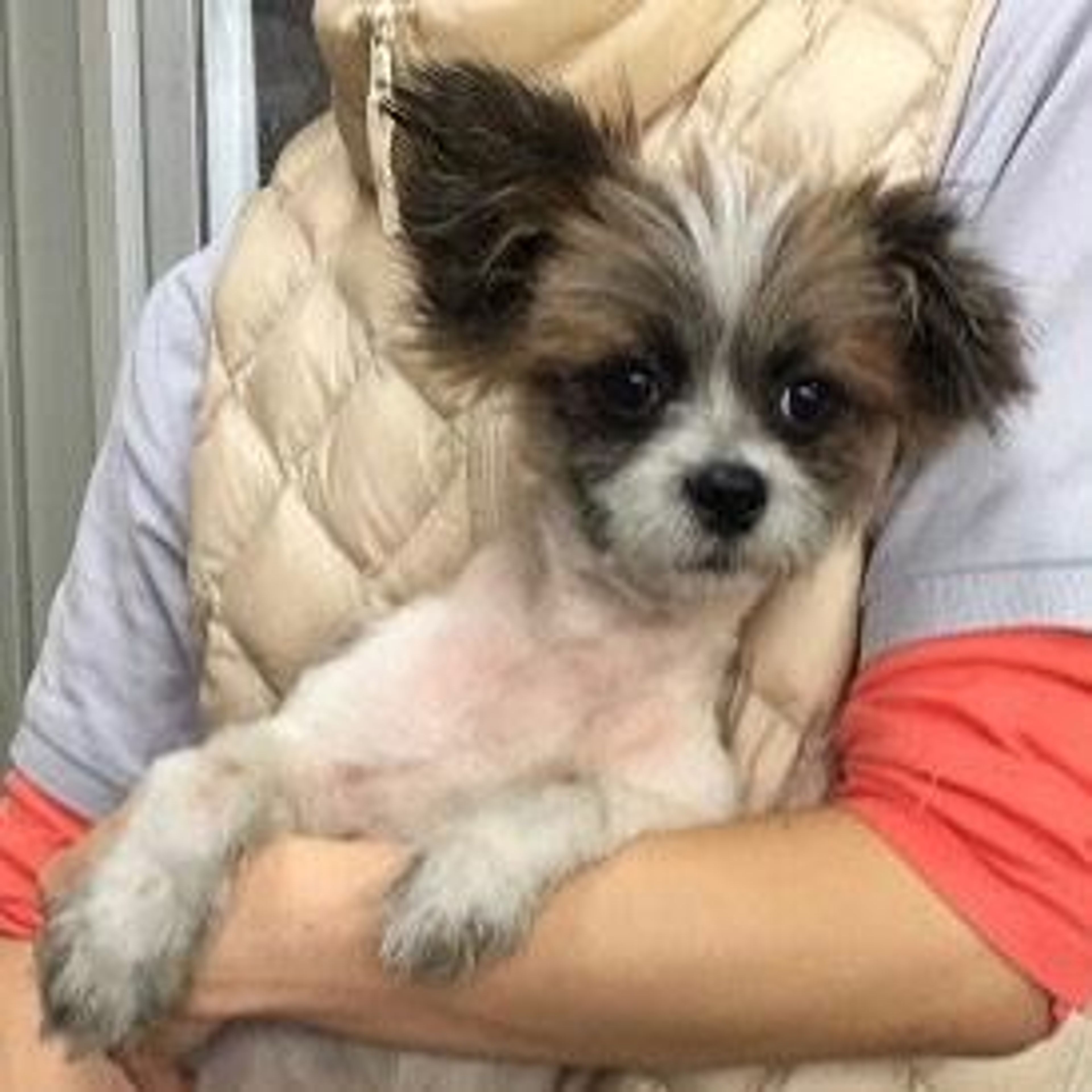 雑種（ミックス犬）・オスの里親募集の写真