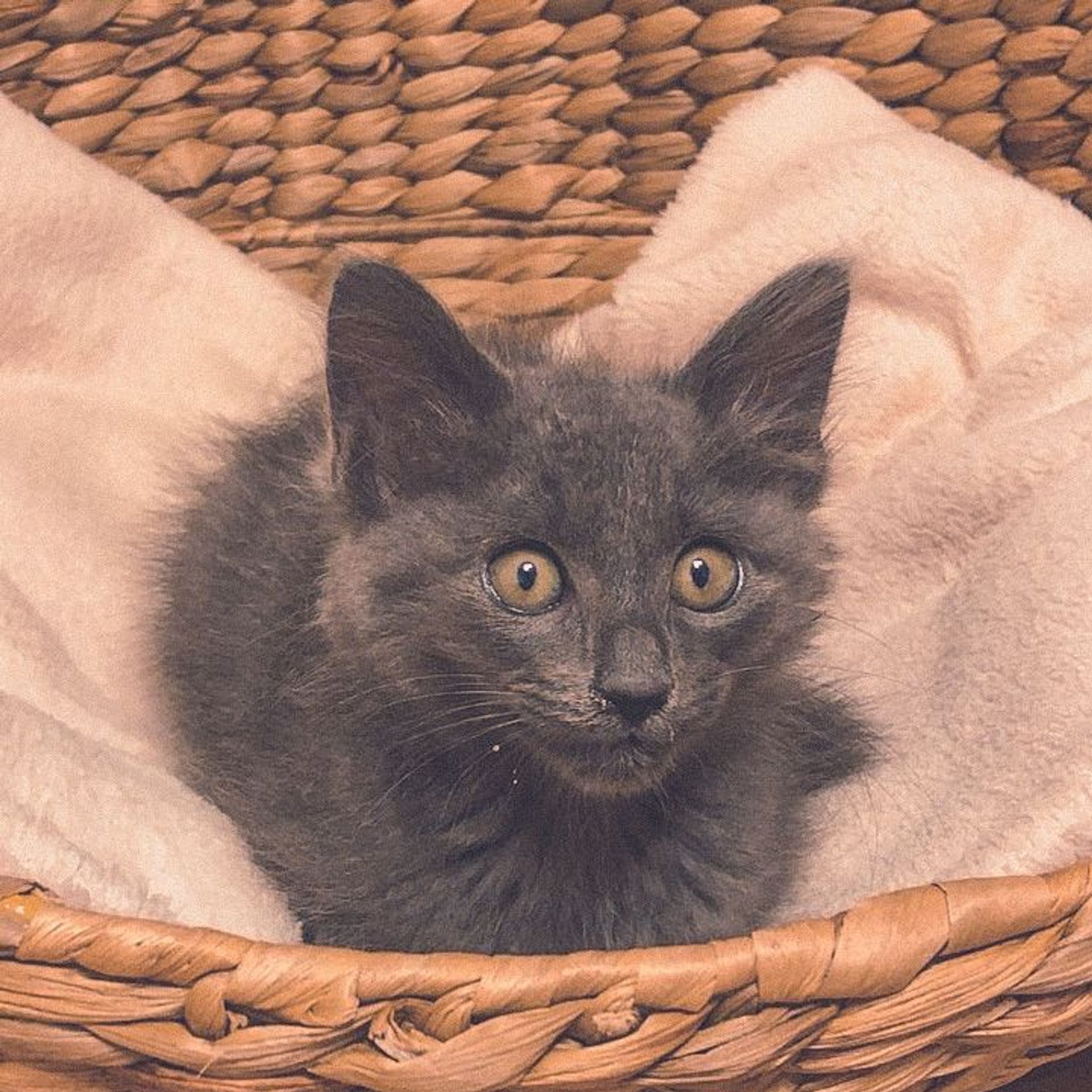 雑種（ミックス猫）・メスの里親募集の写真