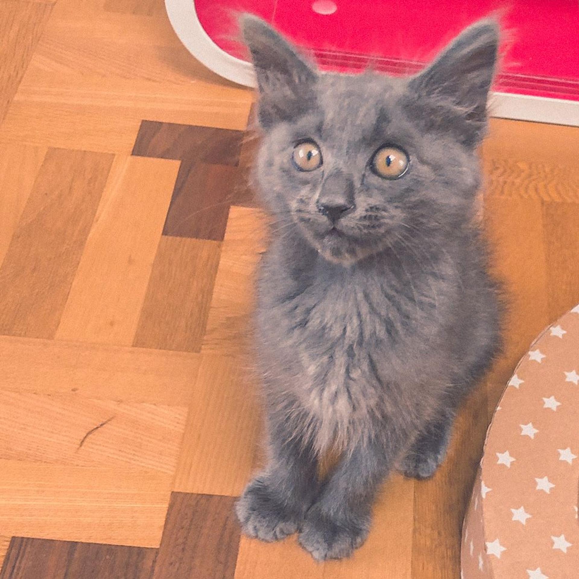 pet-image-6