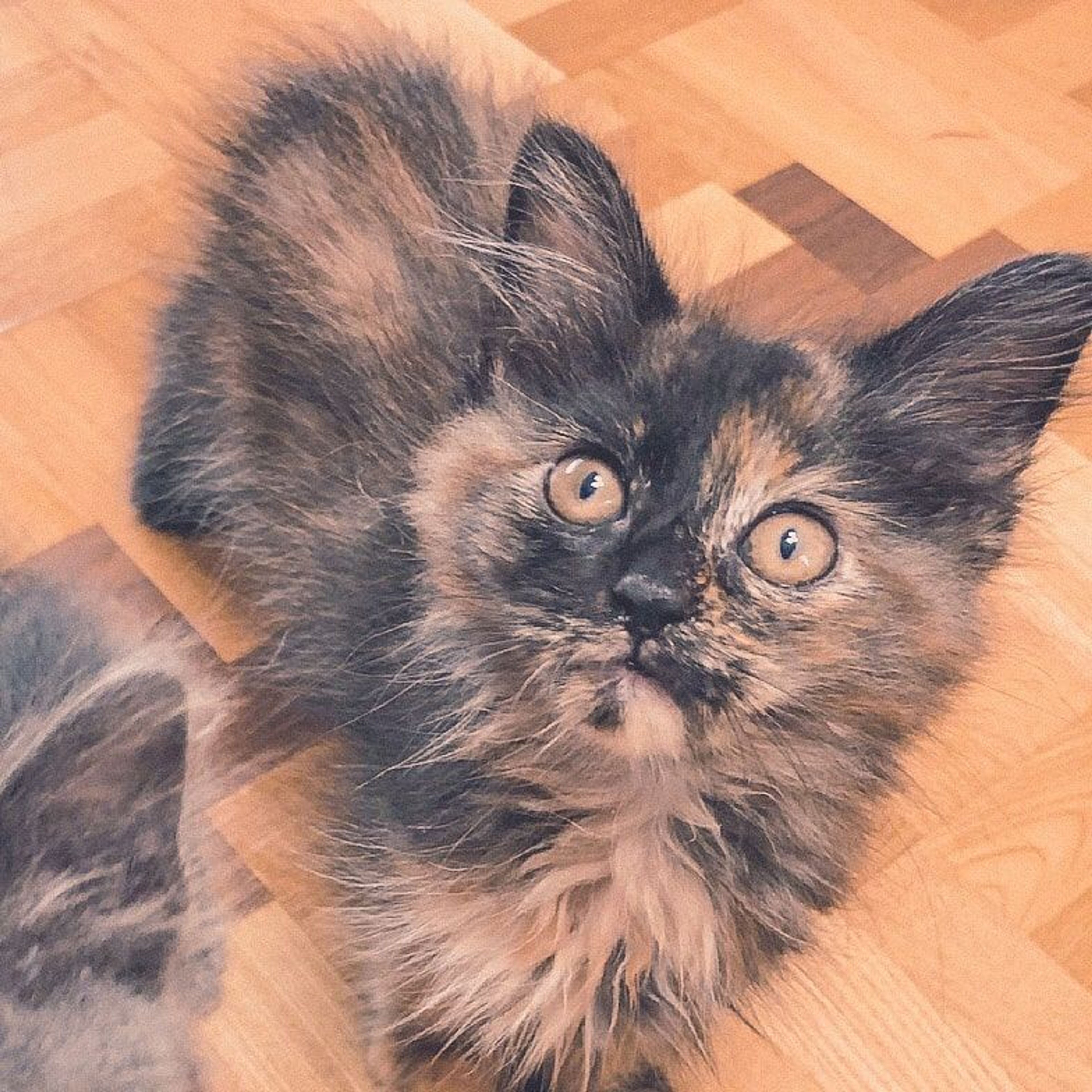 雑種（ミックス猫）・メスの里親募集の写真